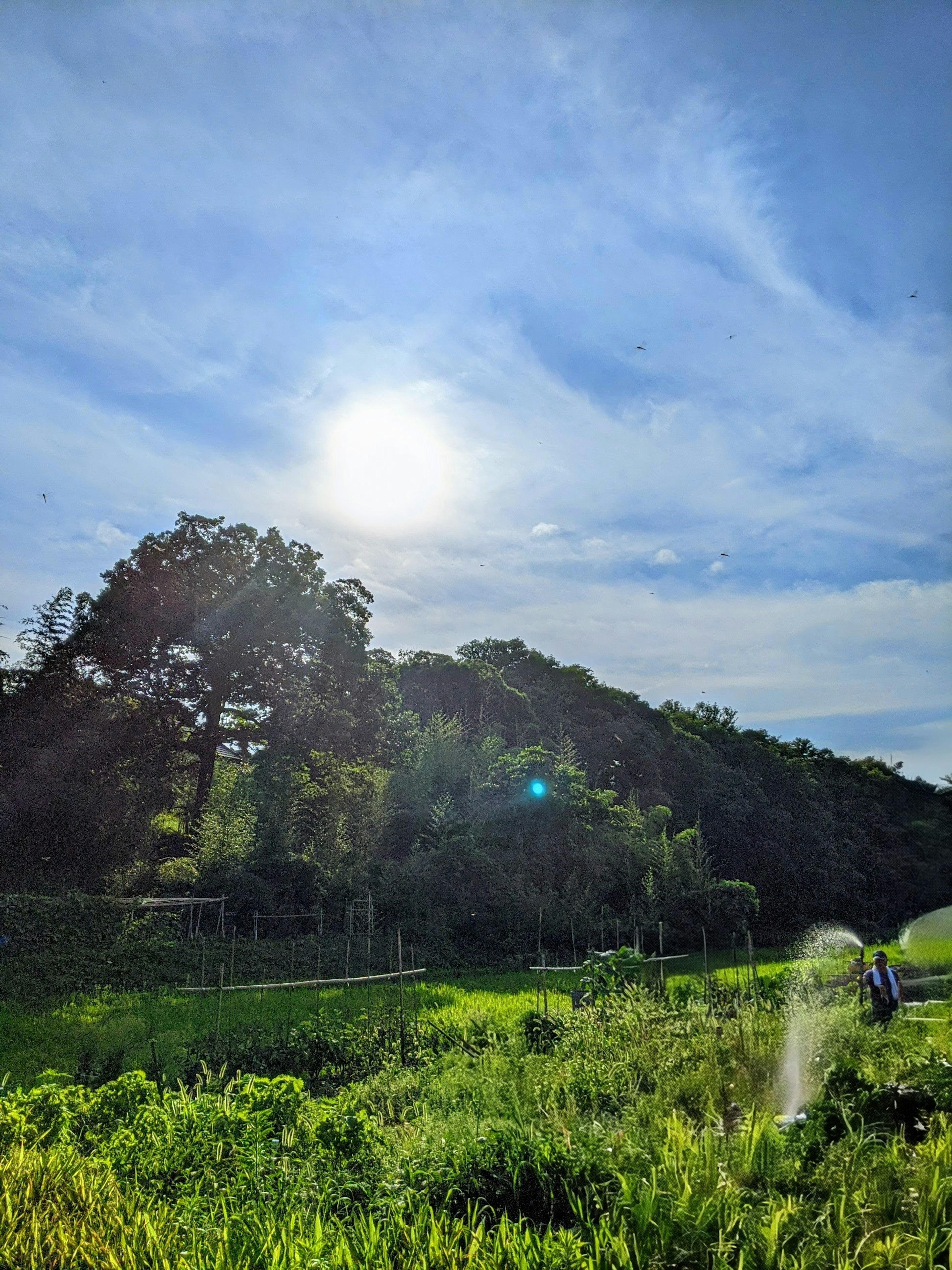 Green landscape under a blue sky with sunlight