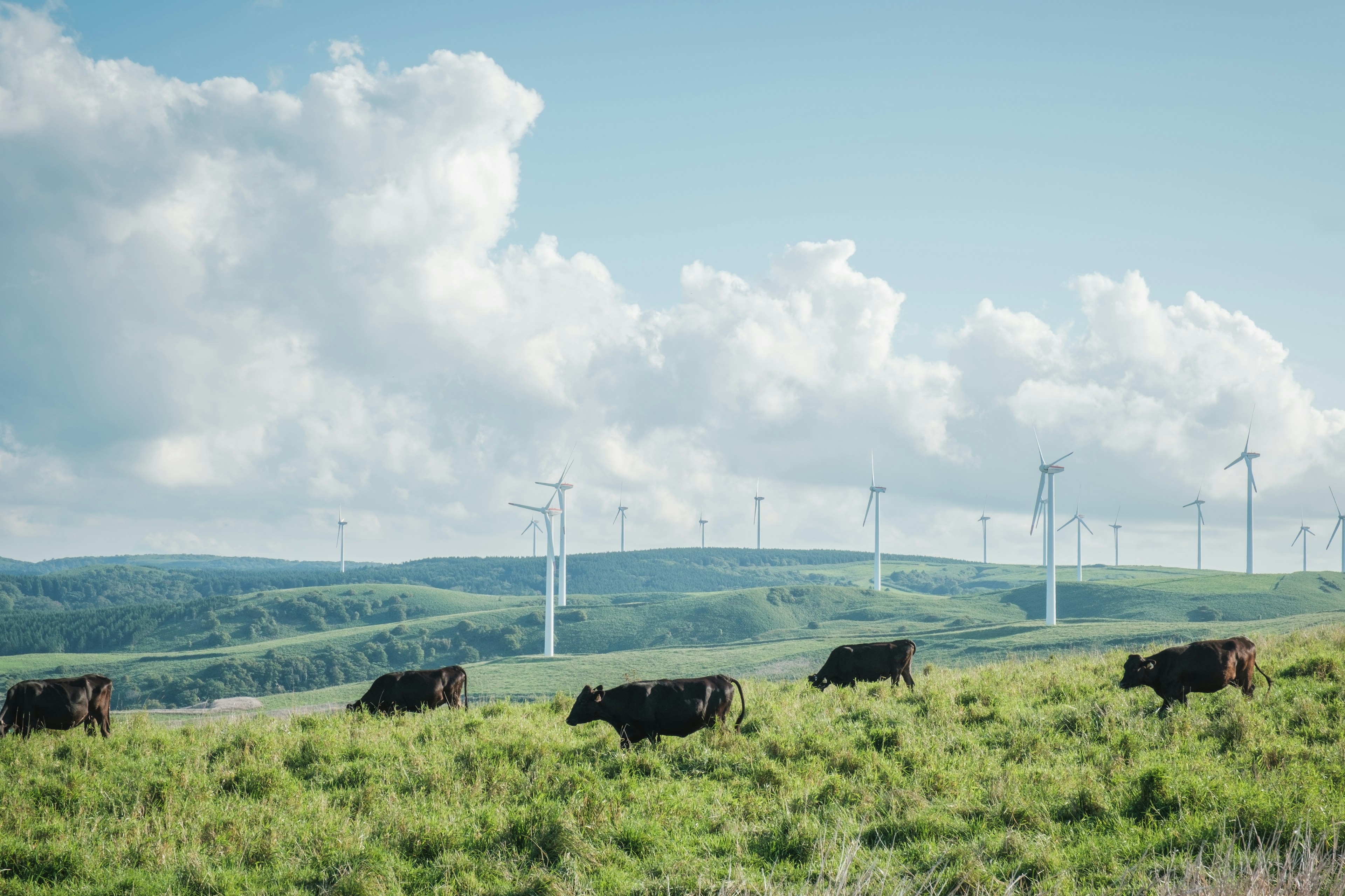 Mucche che pascolano su colline verdi con turbine eoliche sullo sfondo