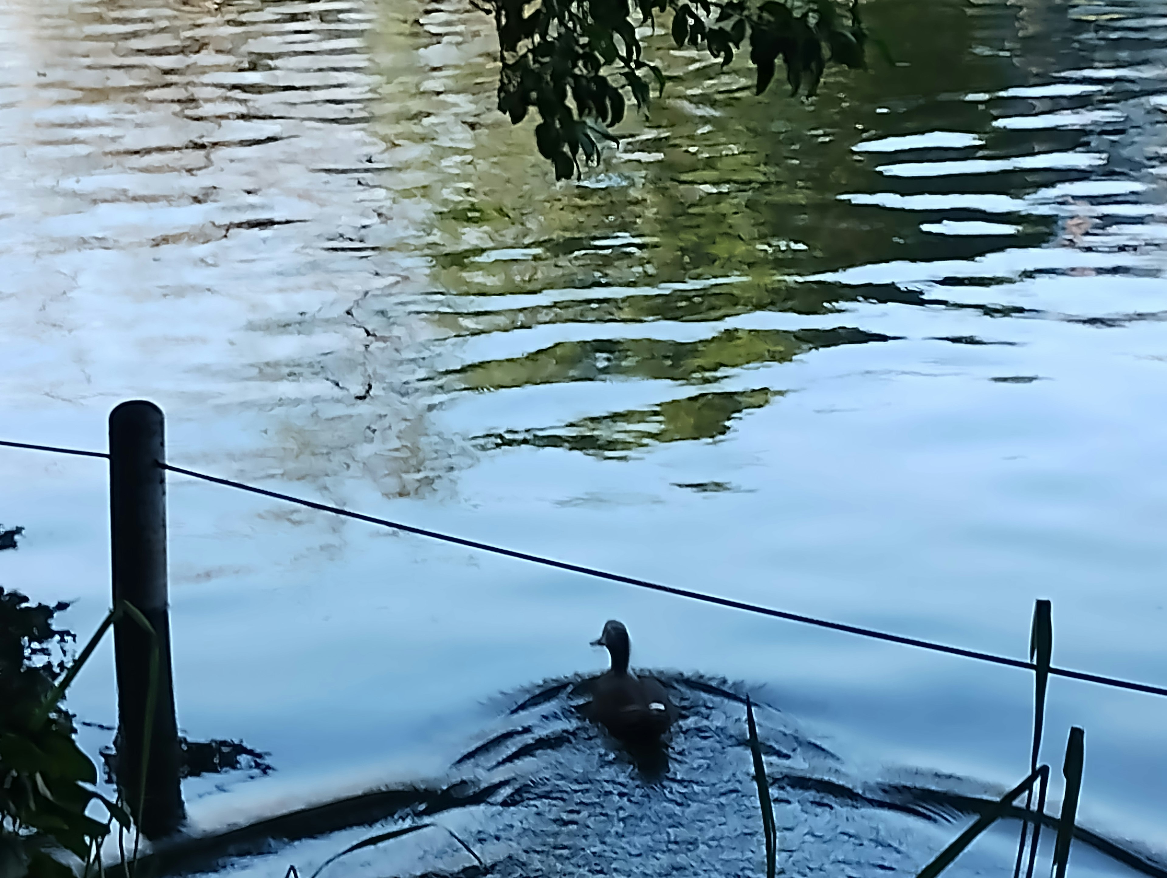 A duck swimming on a calm water surface with reflections