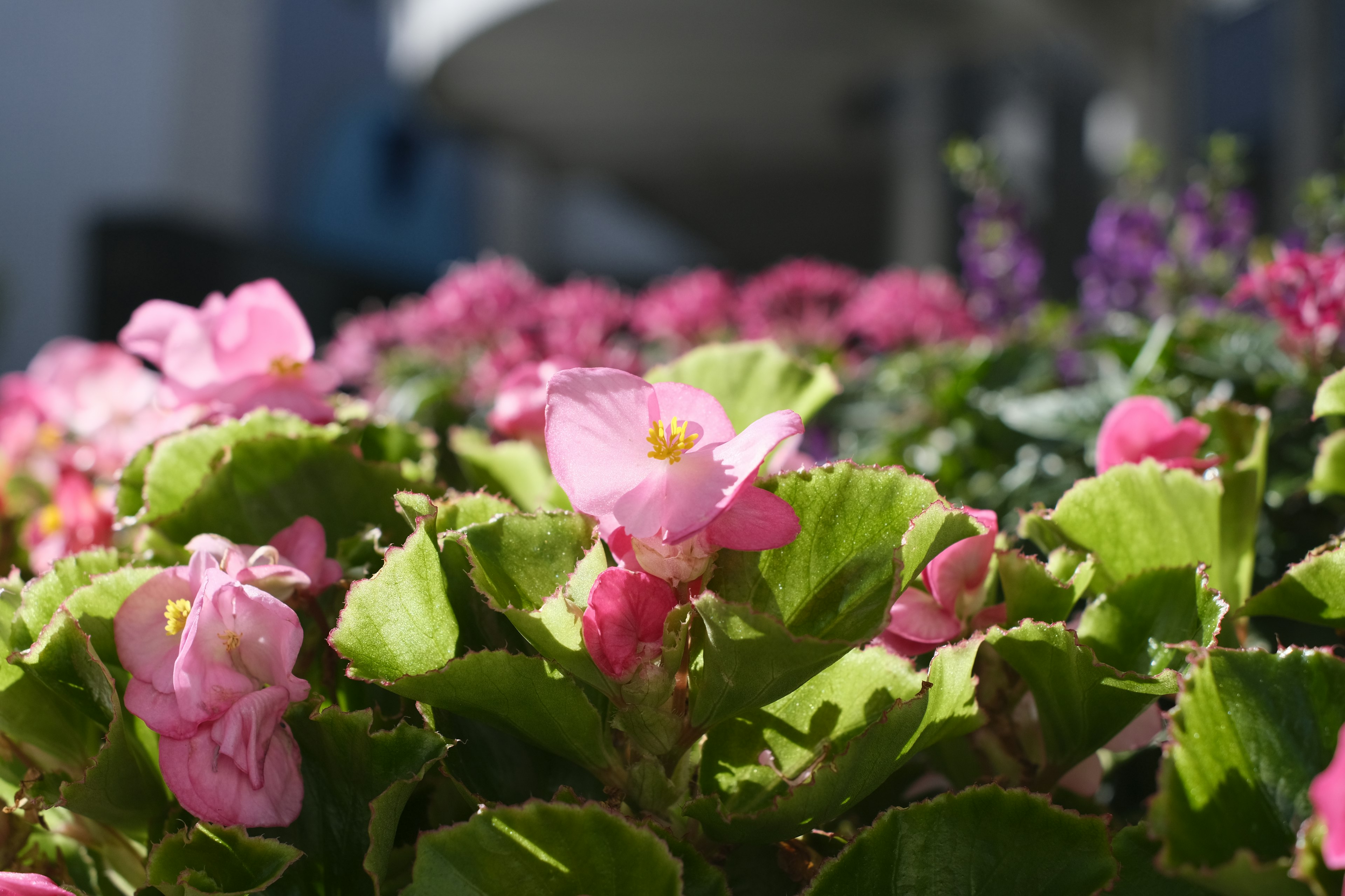 Gambar close-up dari begonia pink cerah dikelilingi daun hijau subur