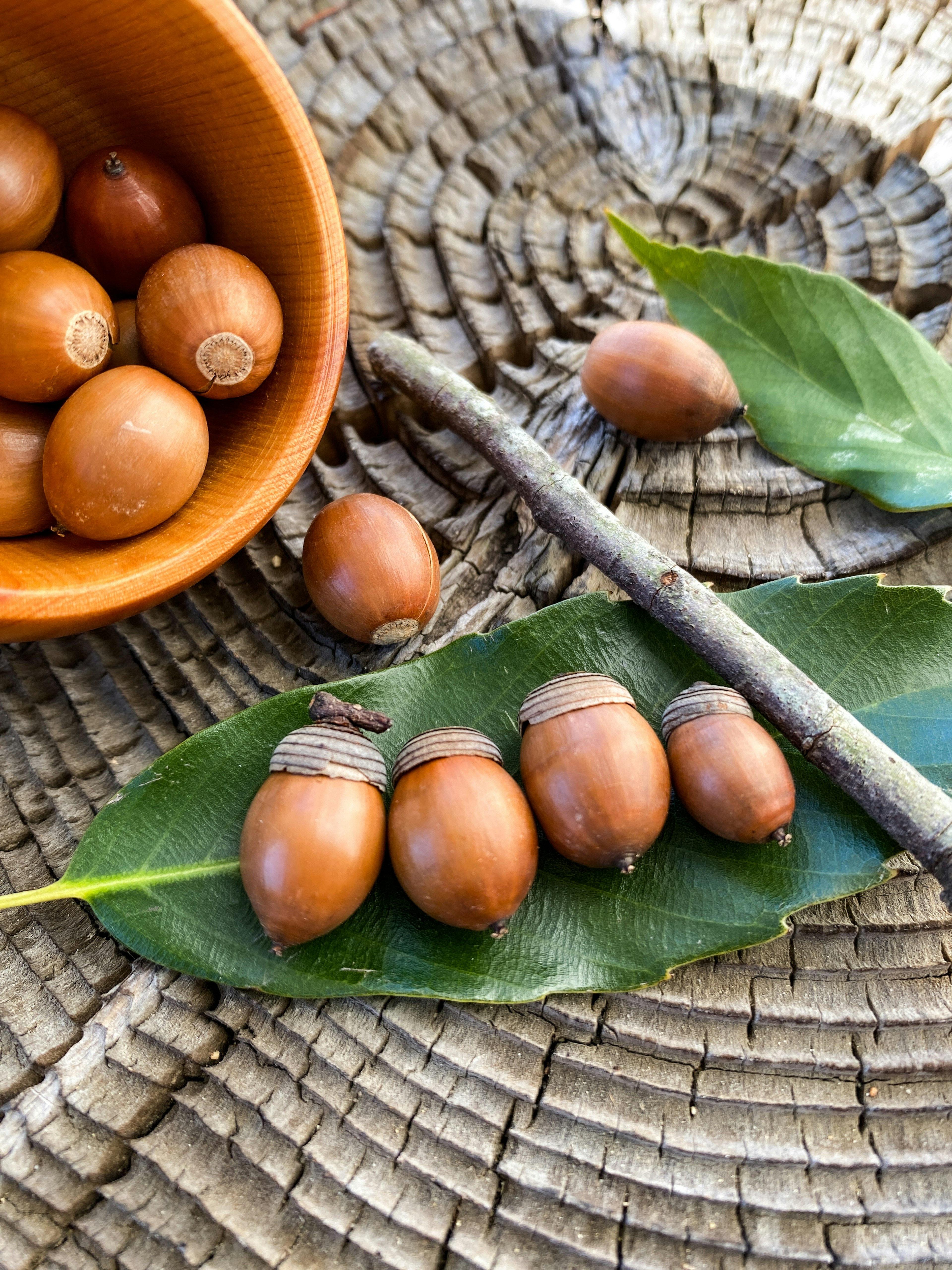 Brown acorns arranged on a green leaf with a bowl of acorns in the background