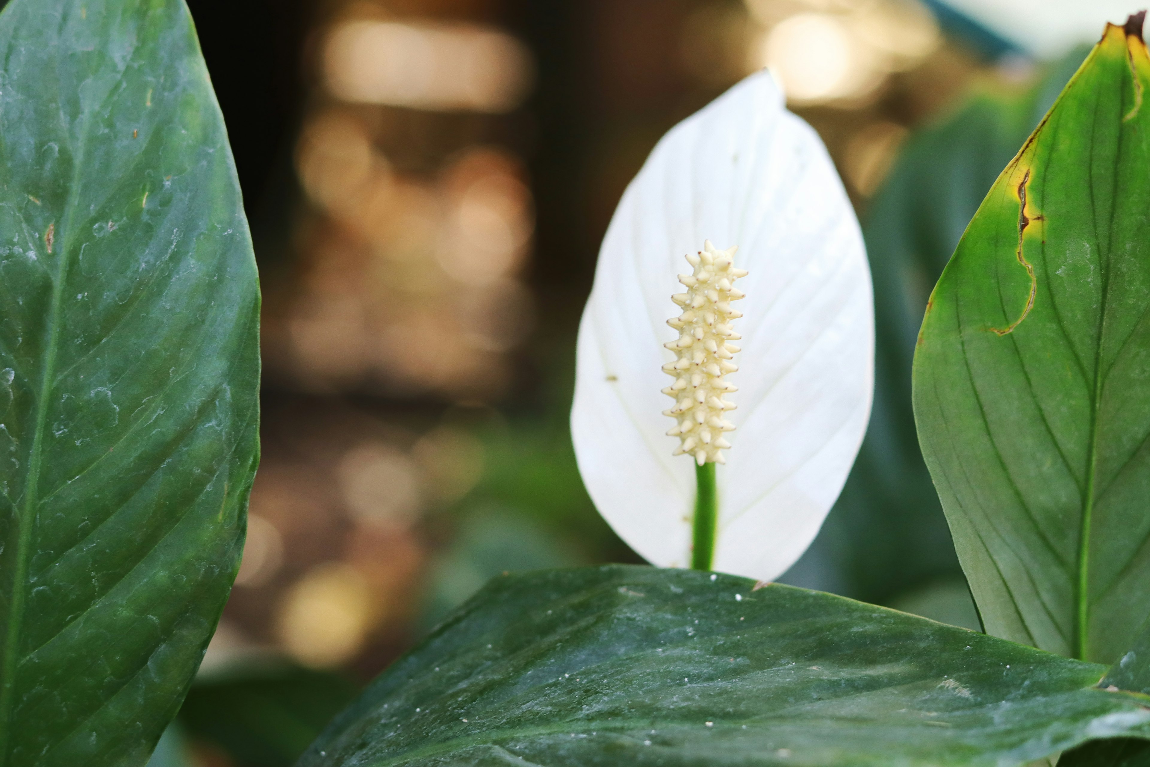 Hoa lily hòa bình trắng với lá xanh