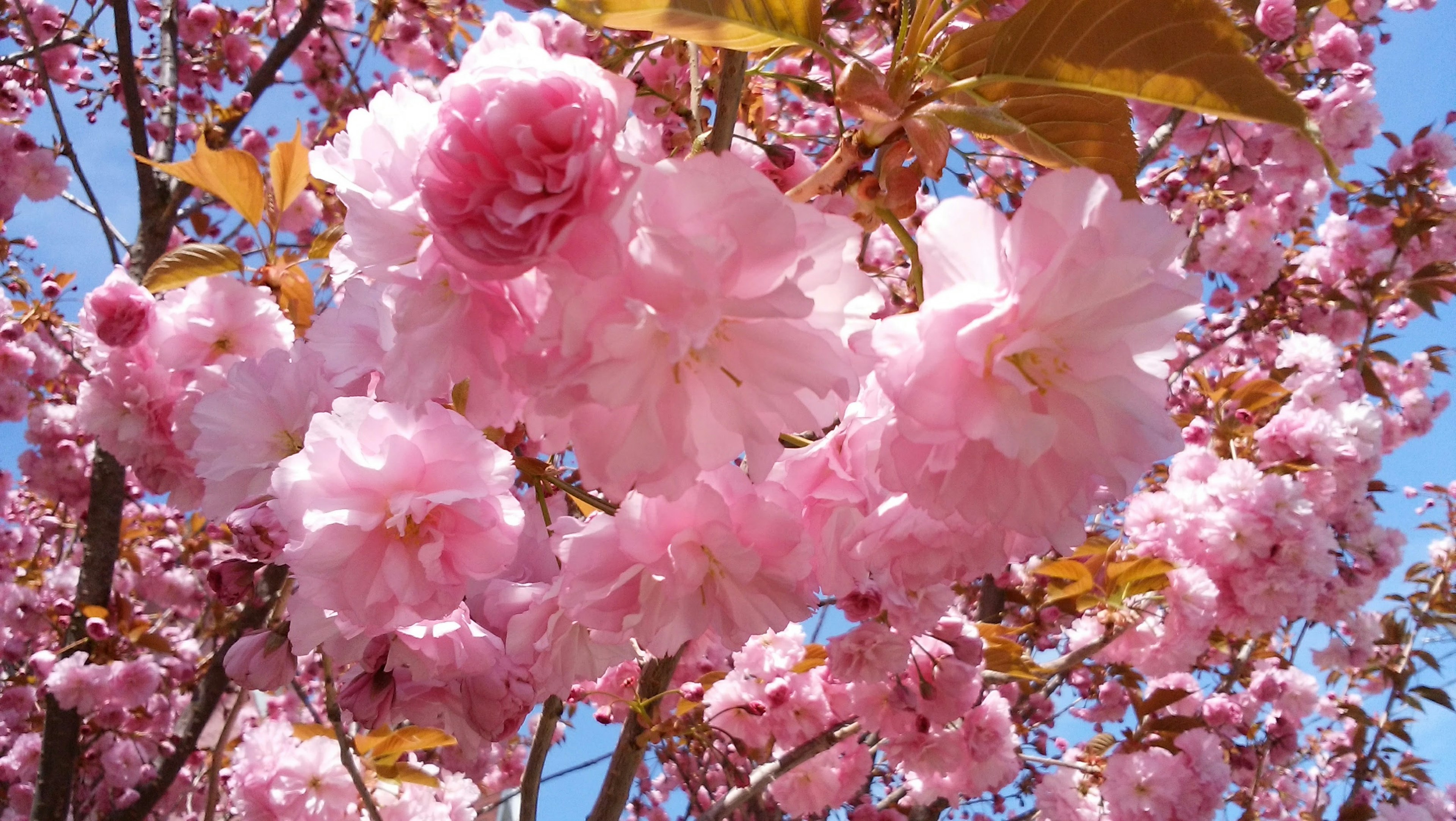 Acercamiento de hermosas flores de cerezo en una rama de árbol