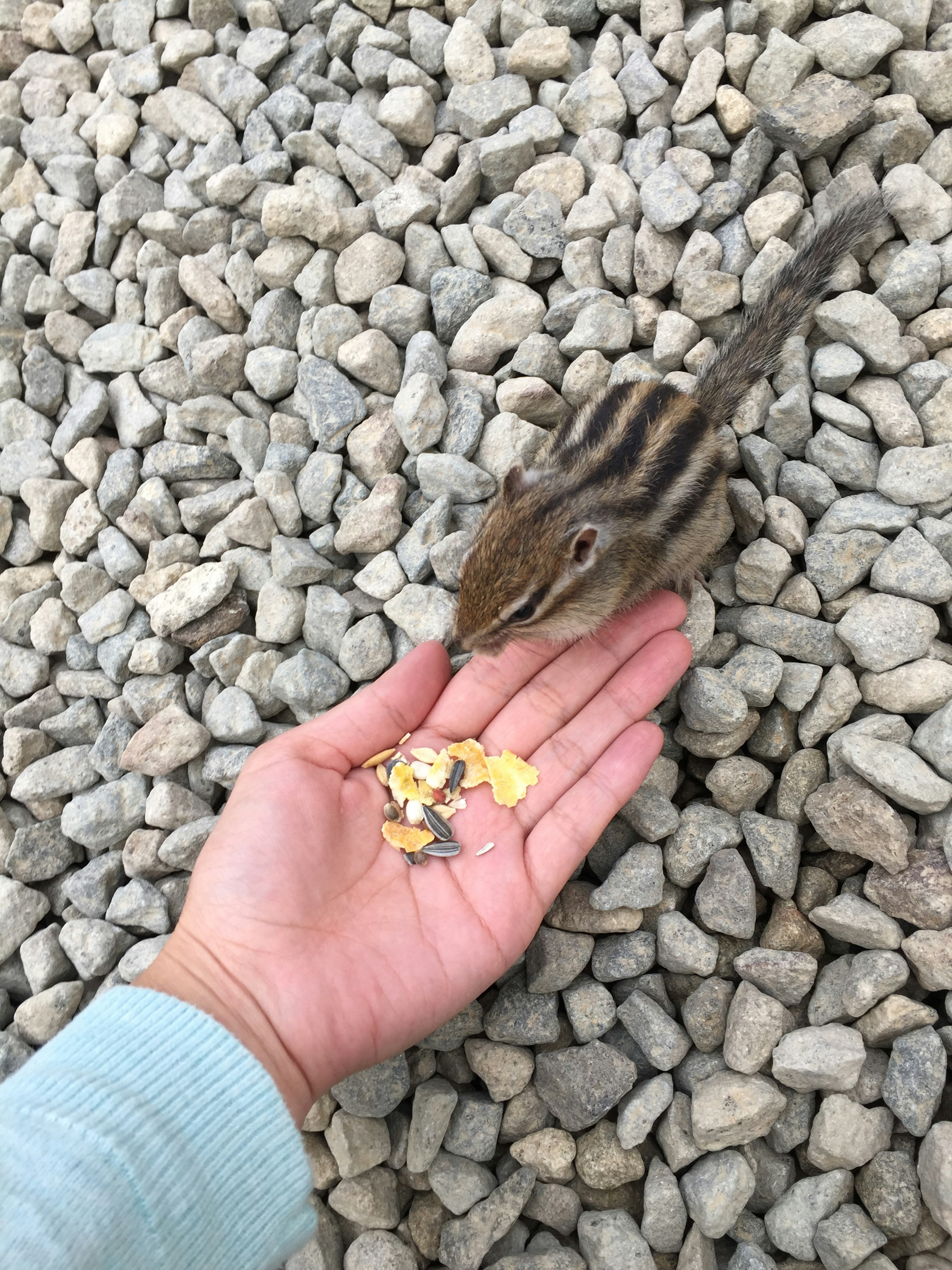 A chipmunk eating from a person's hand on gravel