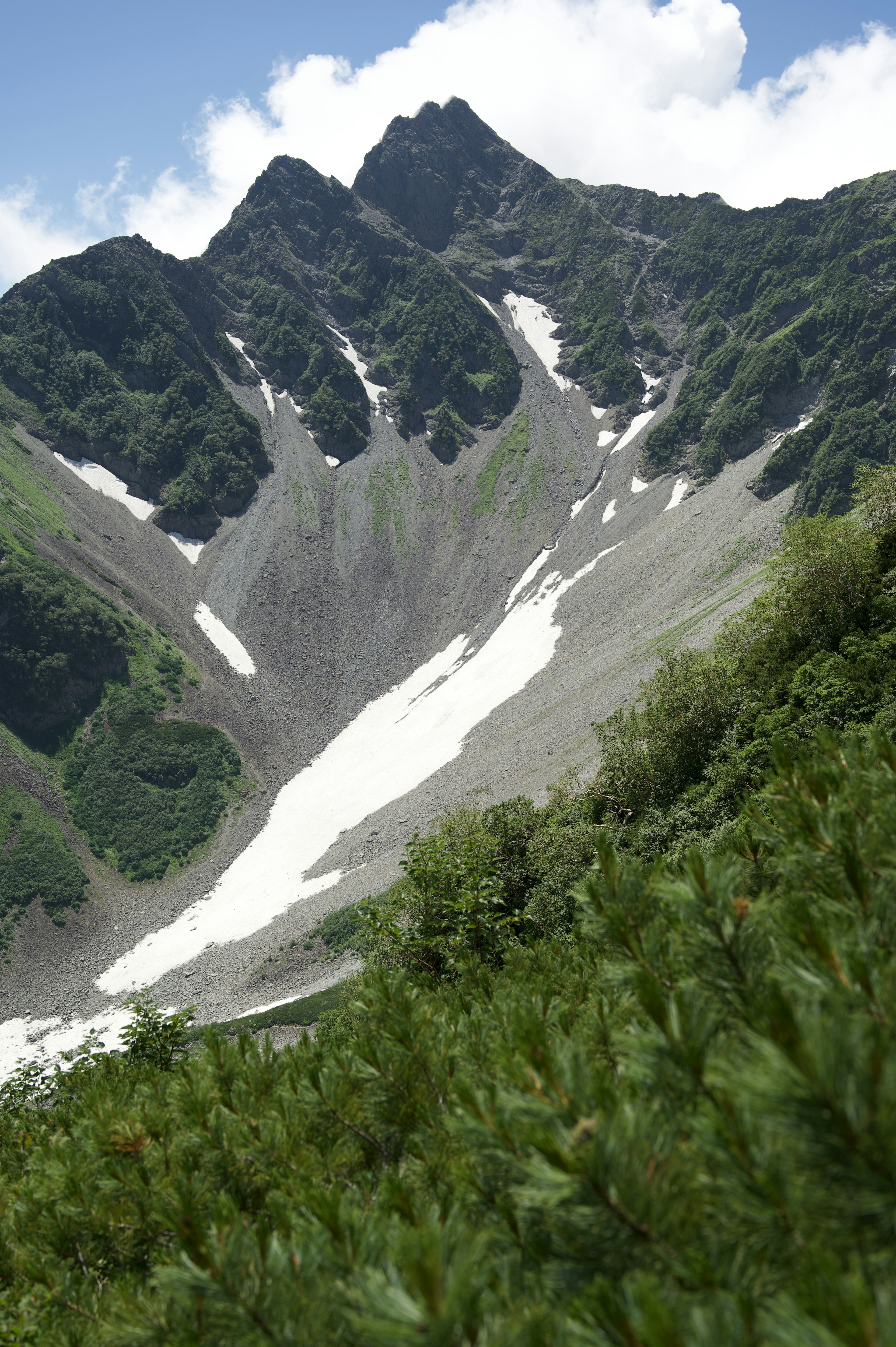 綠色植物和雪的山景