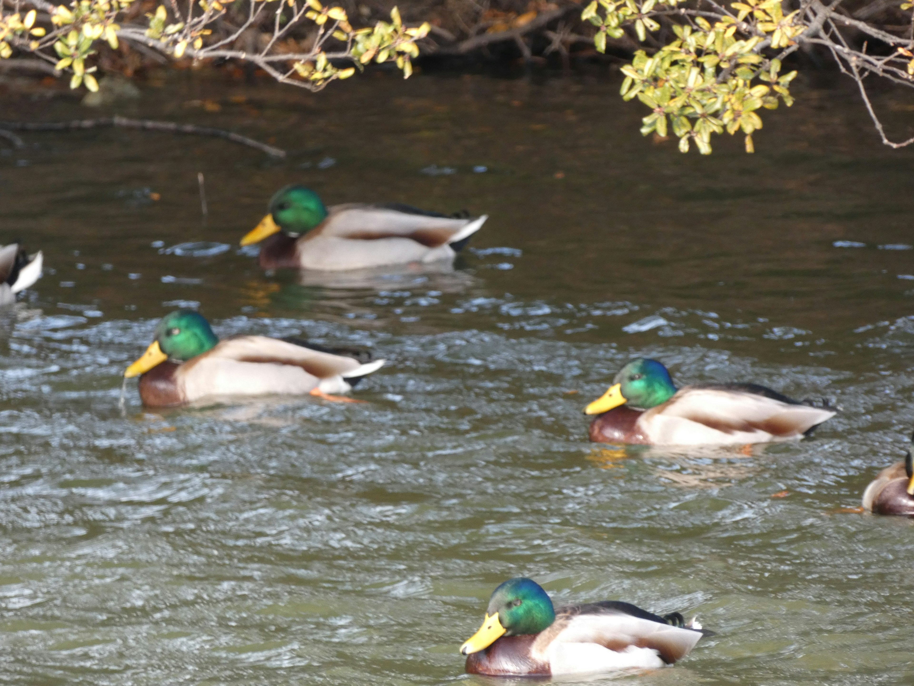 Un grupo de patos silvestres nadando en el agua con cabezas verdes