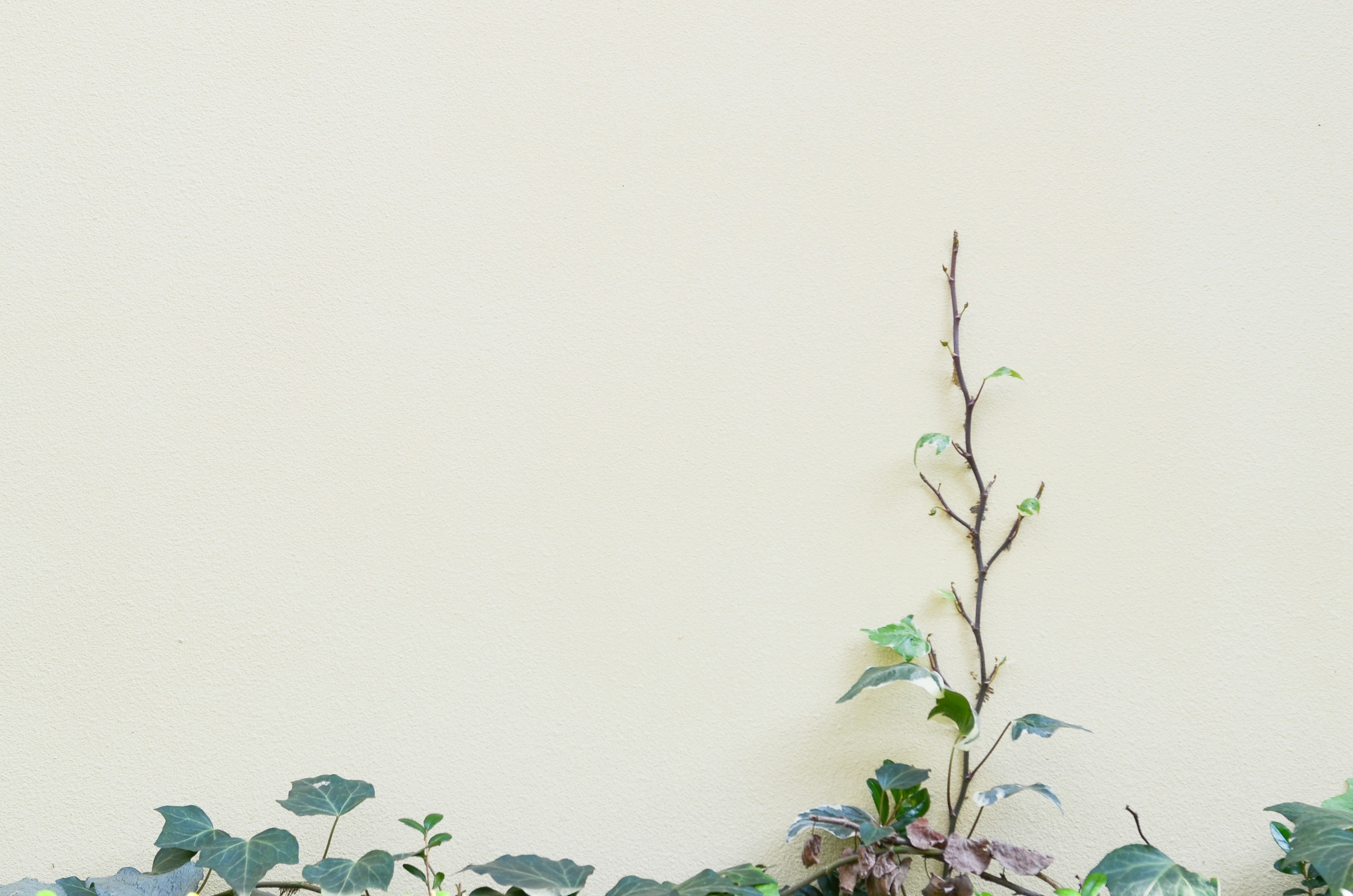 Green plants and a small branch against a white wall