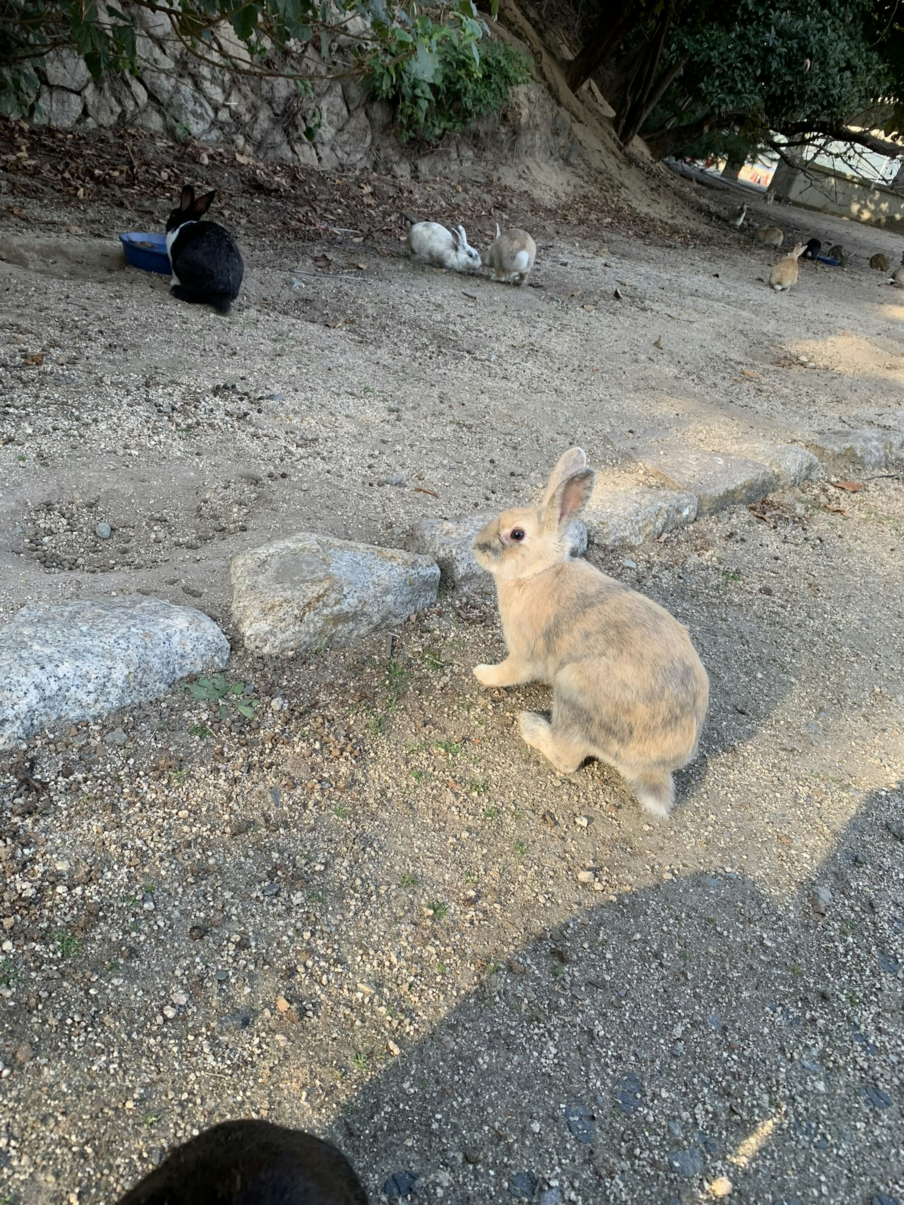 A natural setting with several rabbits playing and exploring