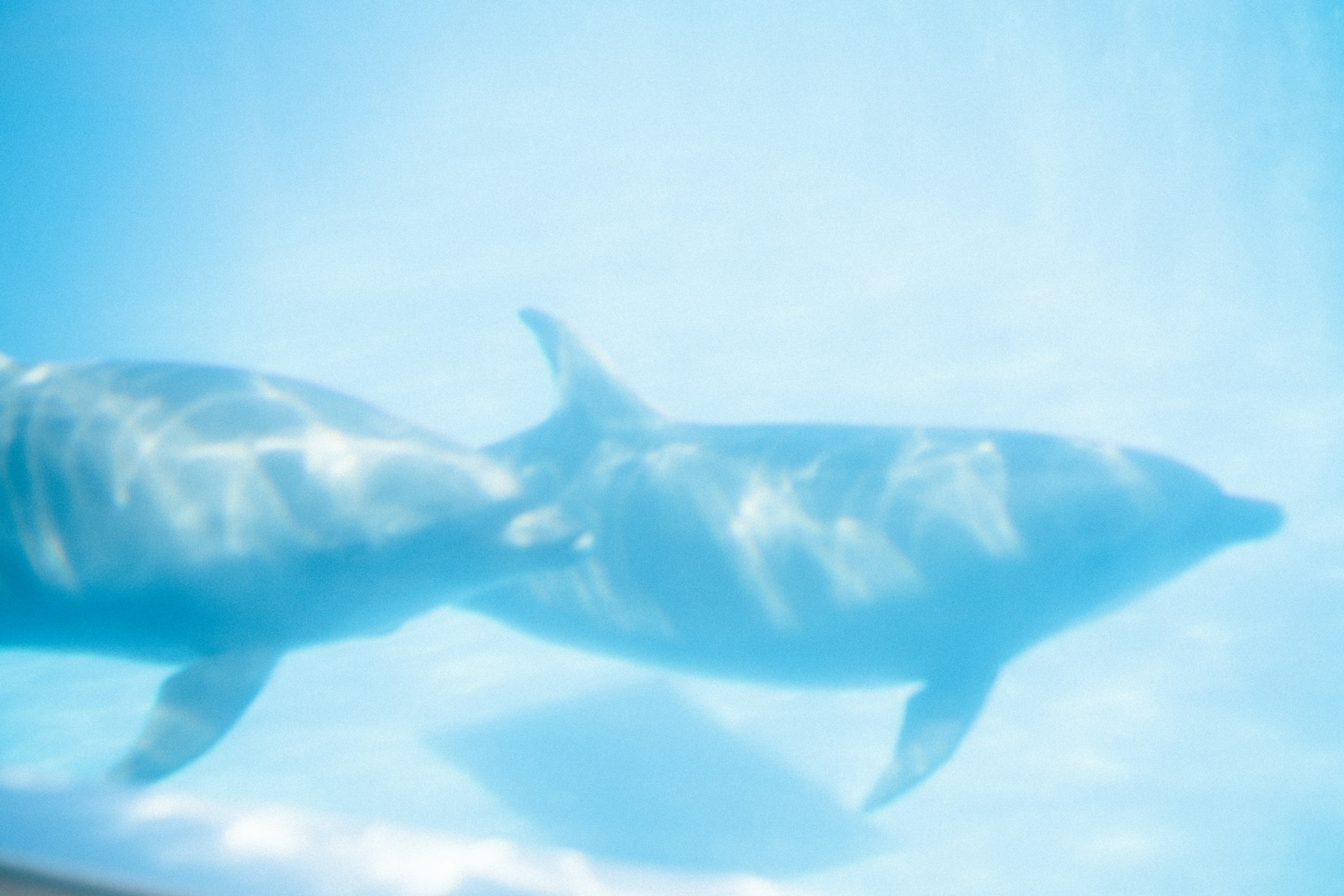 Dos delfines nadando bajo el agua en agua azul clara