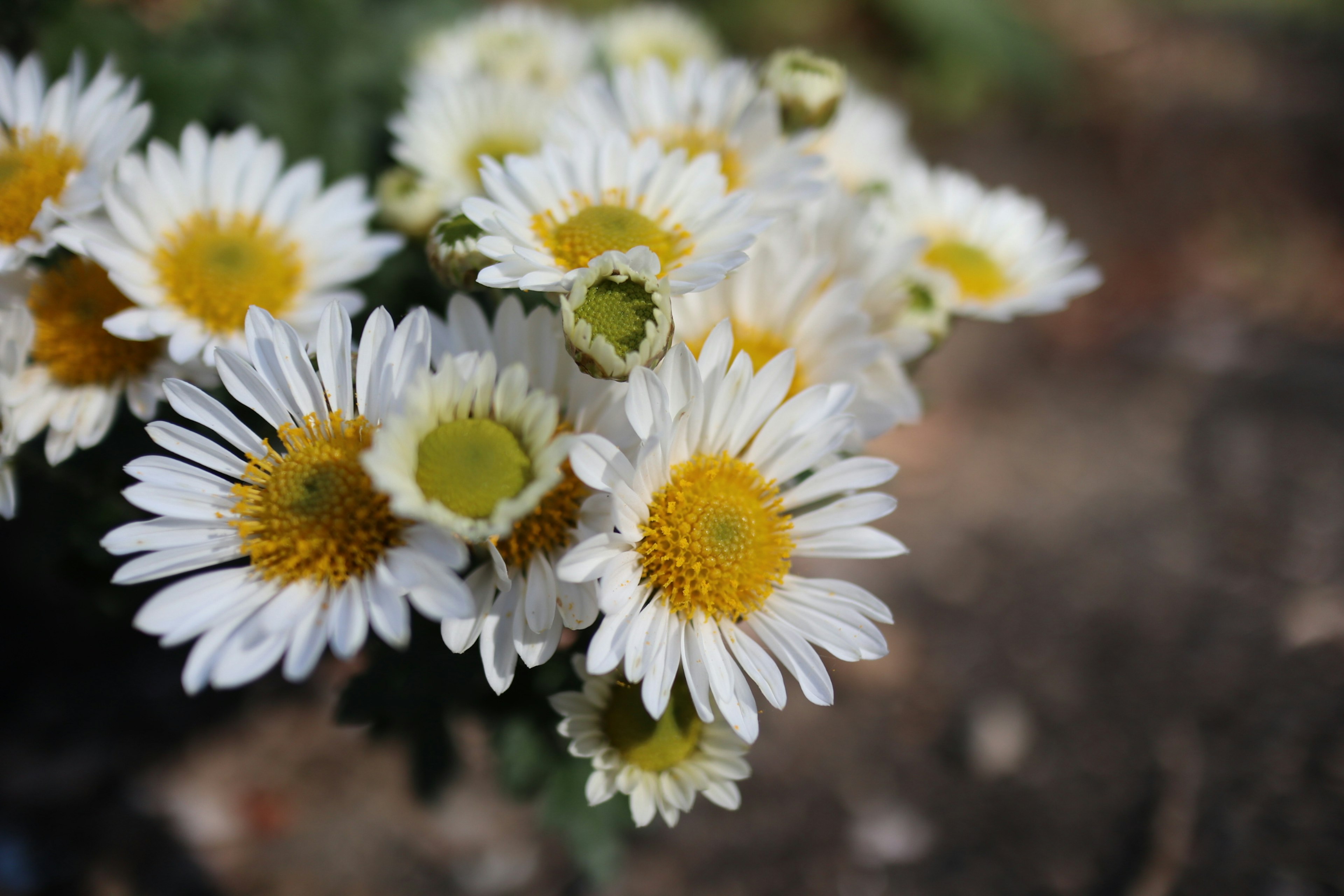 Close-up of white daisies with yellow centers