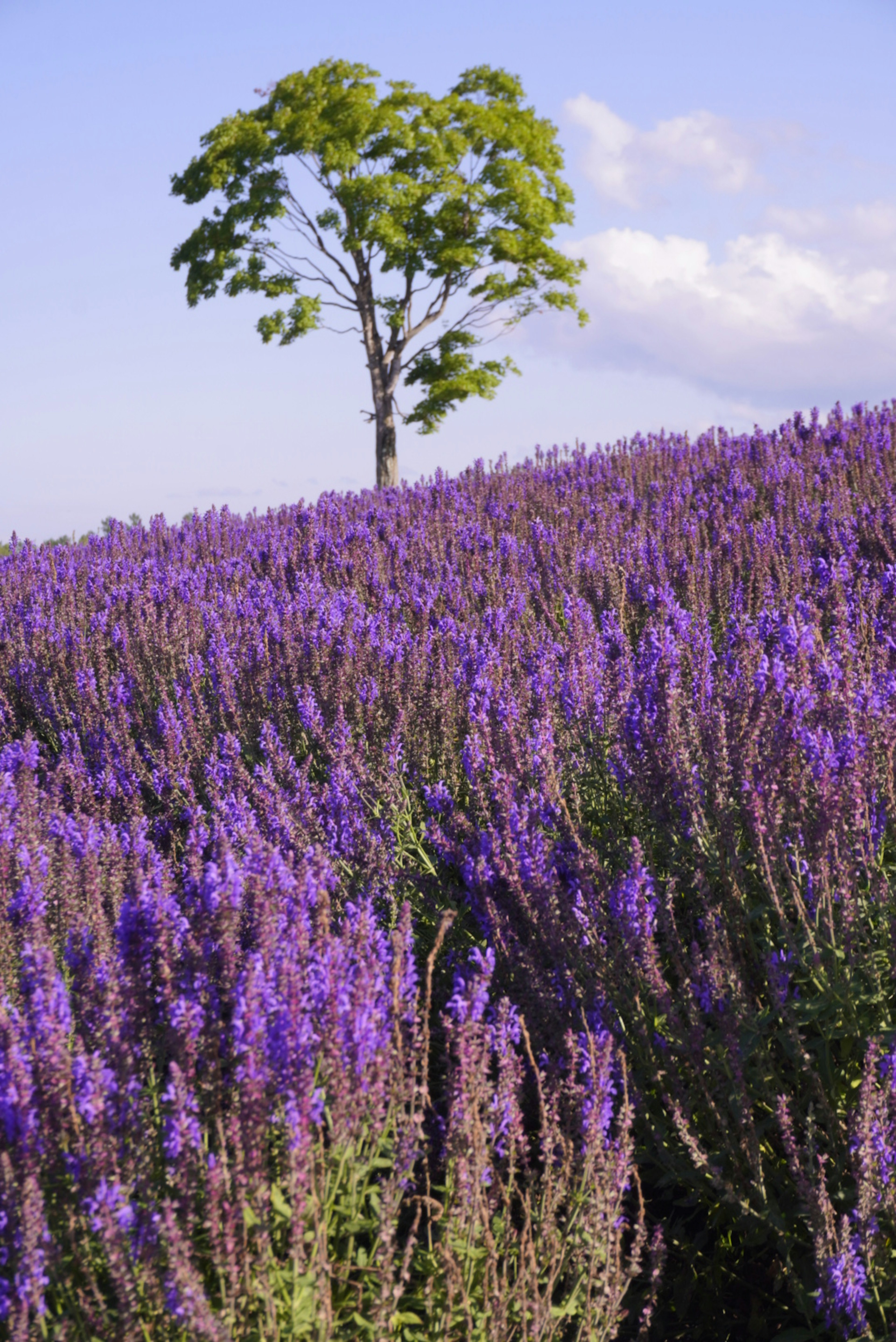 紫色の花が広がる風景と一本の木