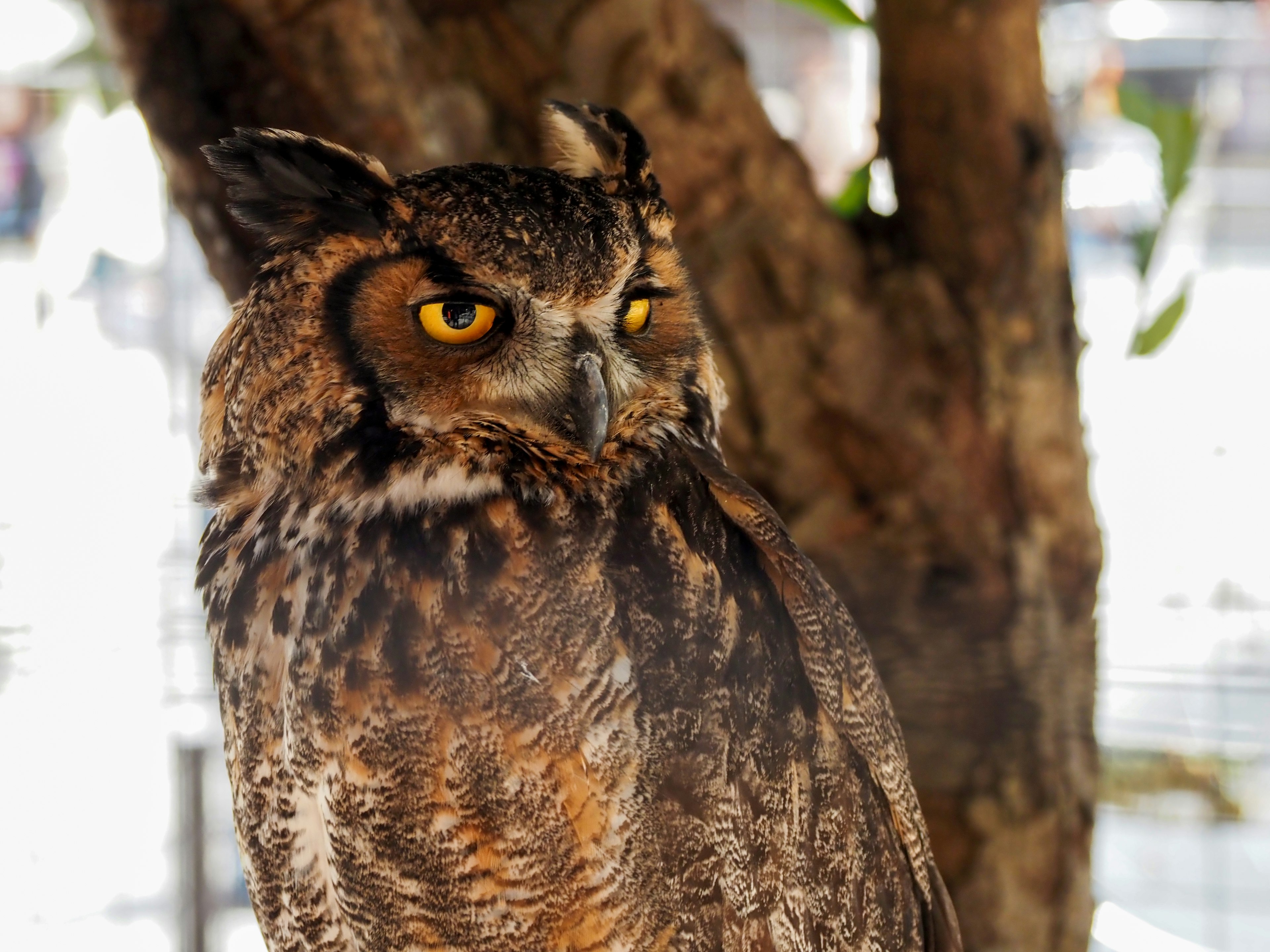 Close-up of an owl with striking yellow eyes perched on a tree