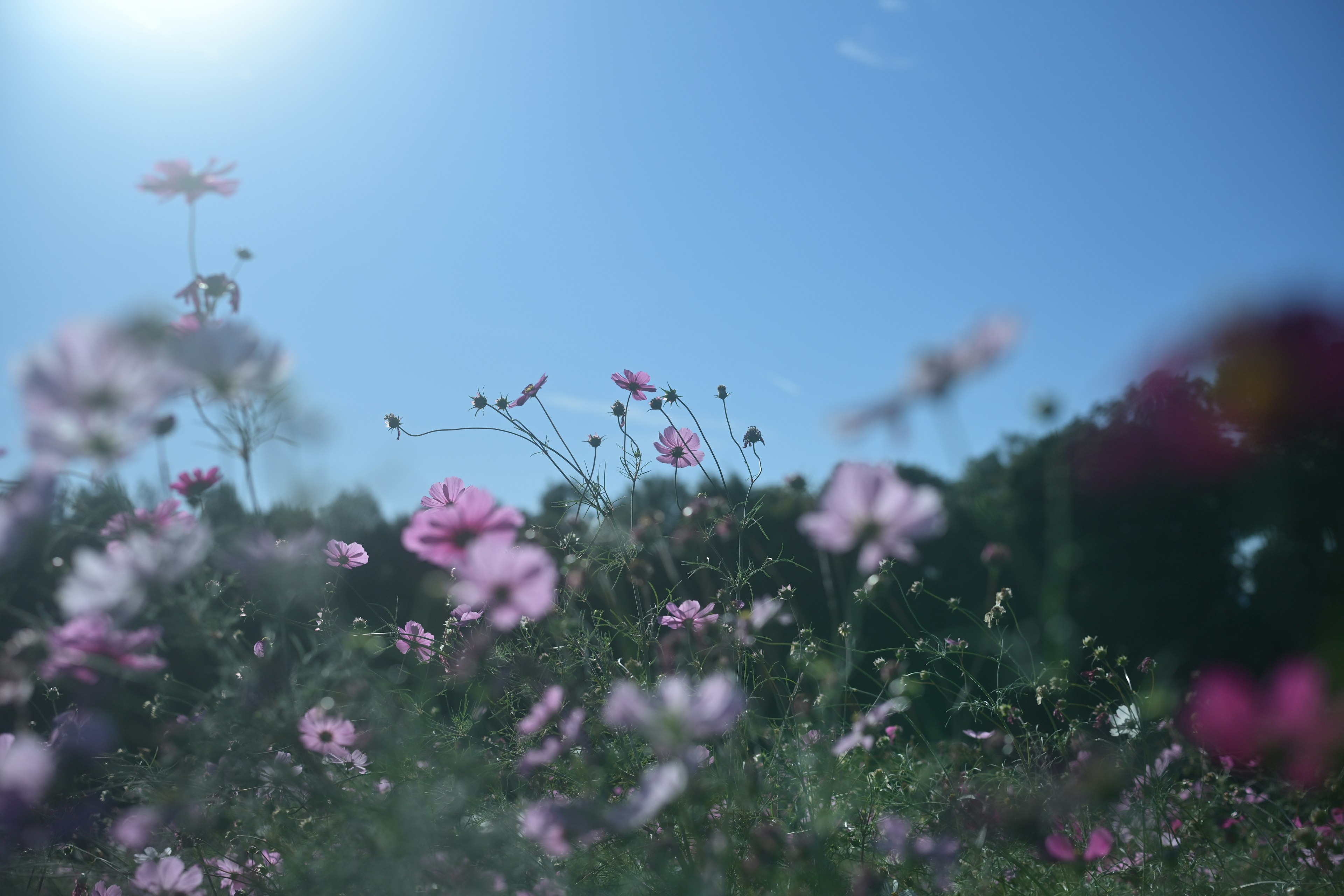 Cluster of pink flowers under a blue sky