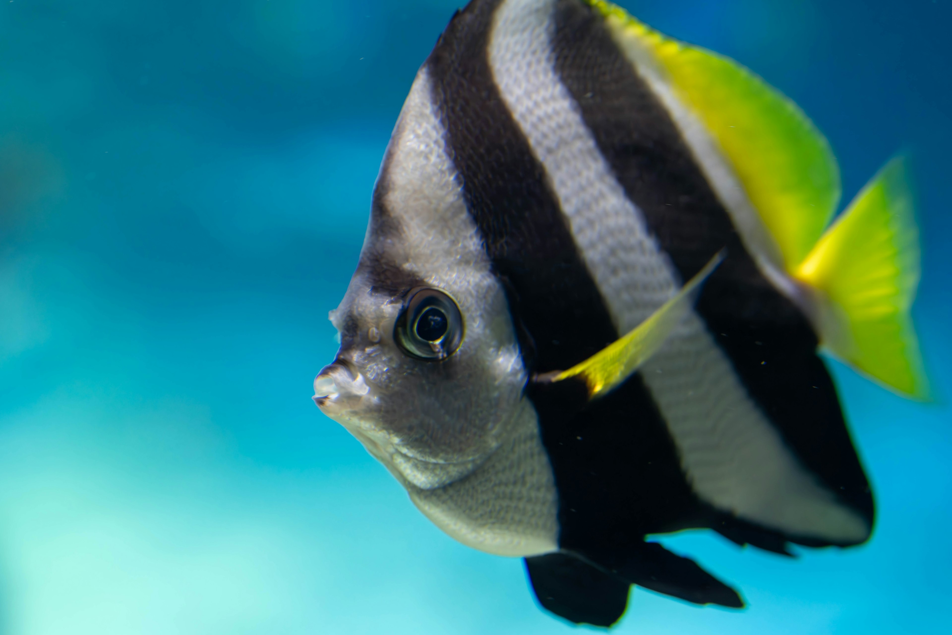 Tropischer Fisch mit schwarz-weißen Streifen schwimmt im blauen Wasser