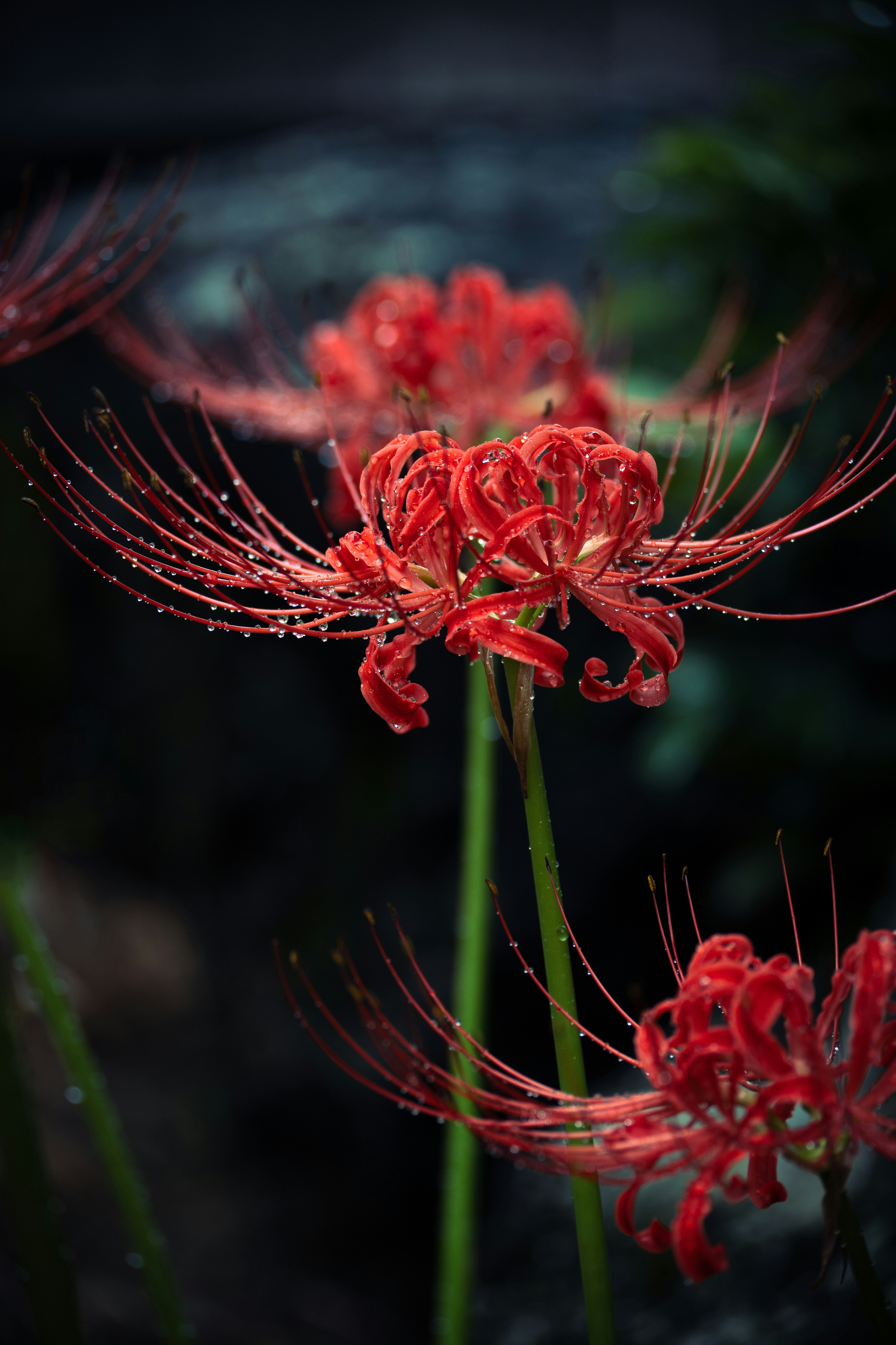 Bunga lily laba-laba merah mekar dengan tetesan air