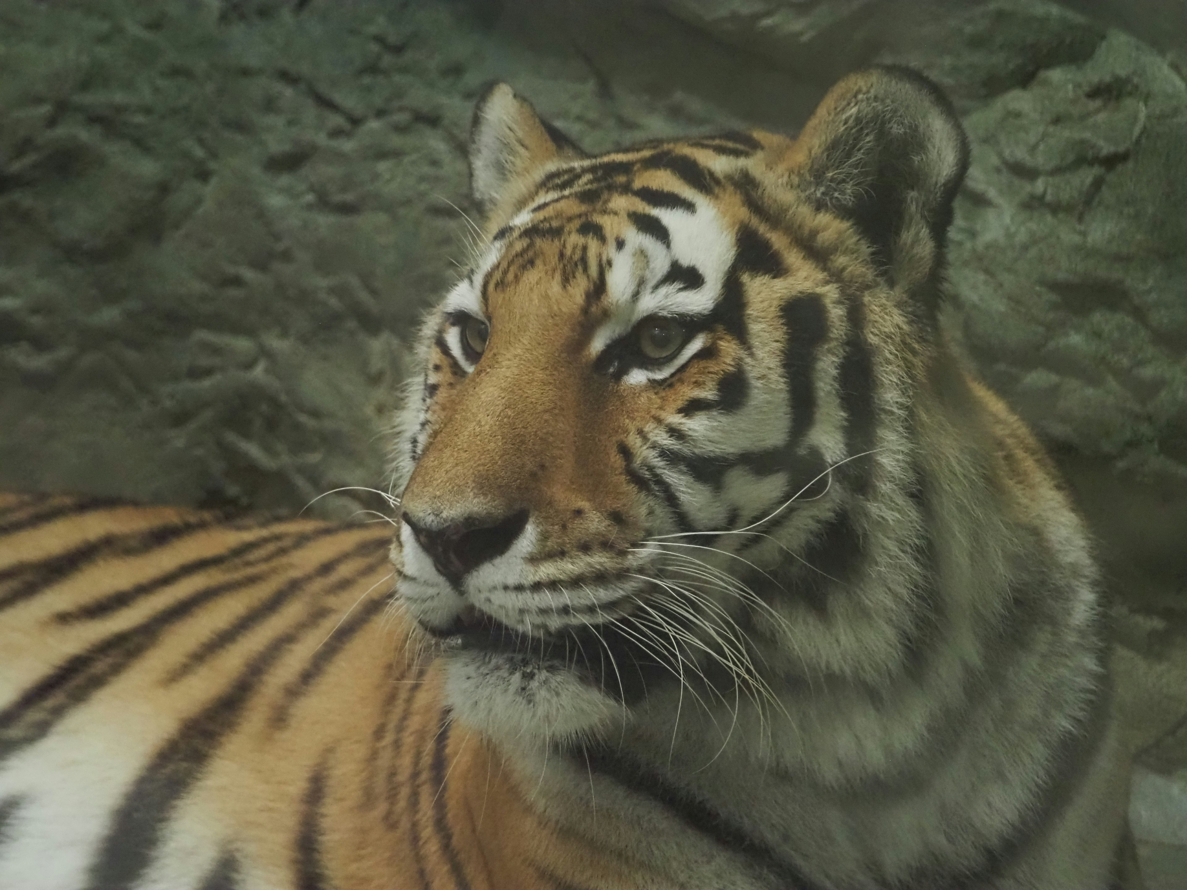 Close-up wajah harimau dengan garis oranye dan hitam yang cerah di latar belakang alami