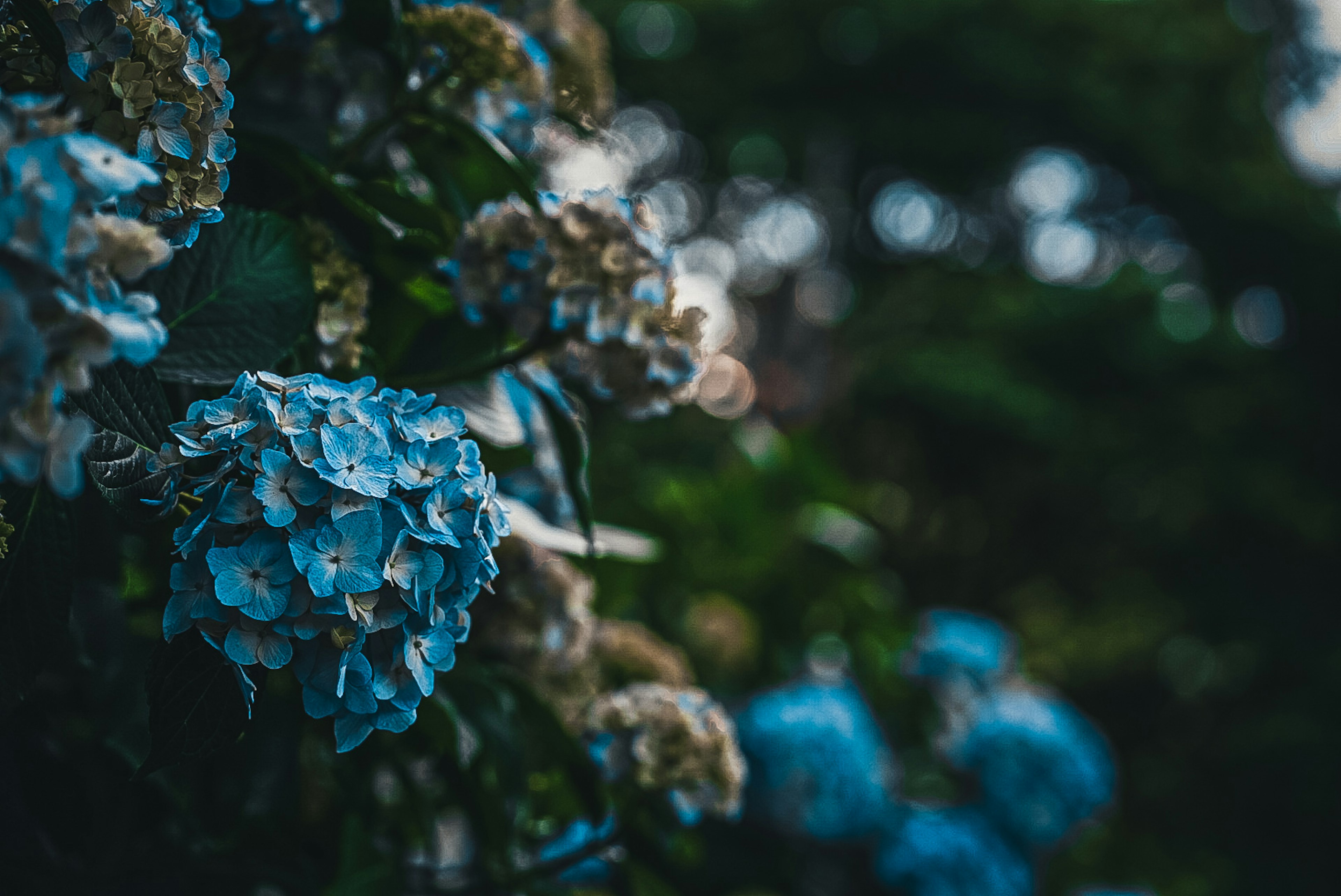 青い紫陽花の花が背景にぼやけている