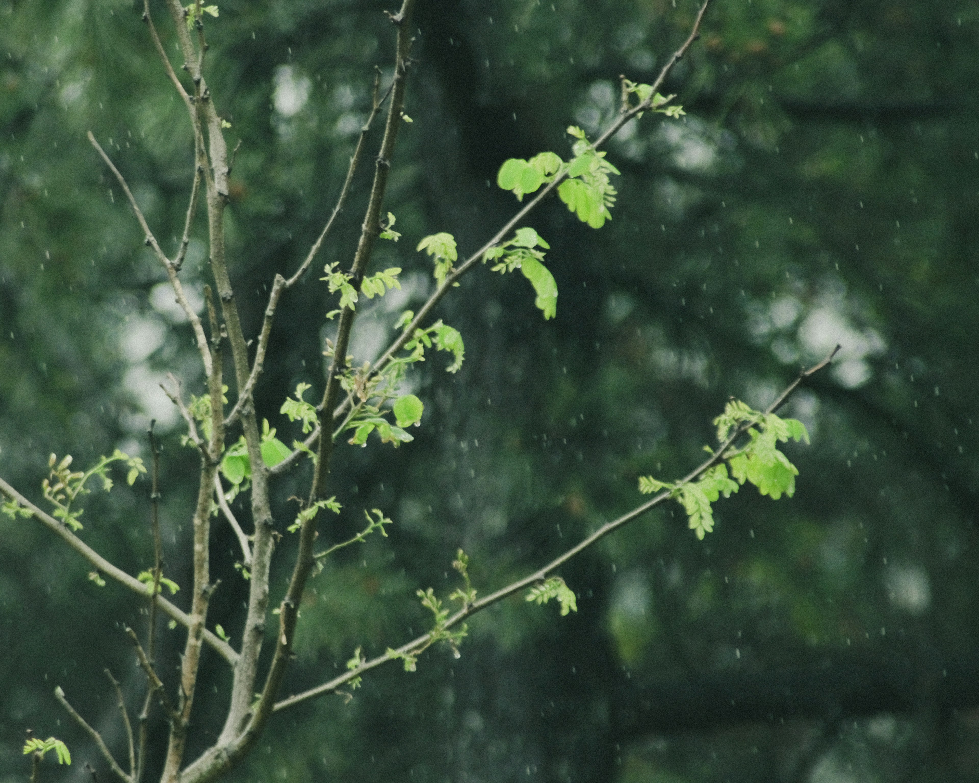 Green leaves and branches in the rain