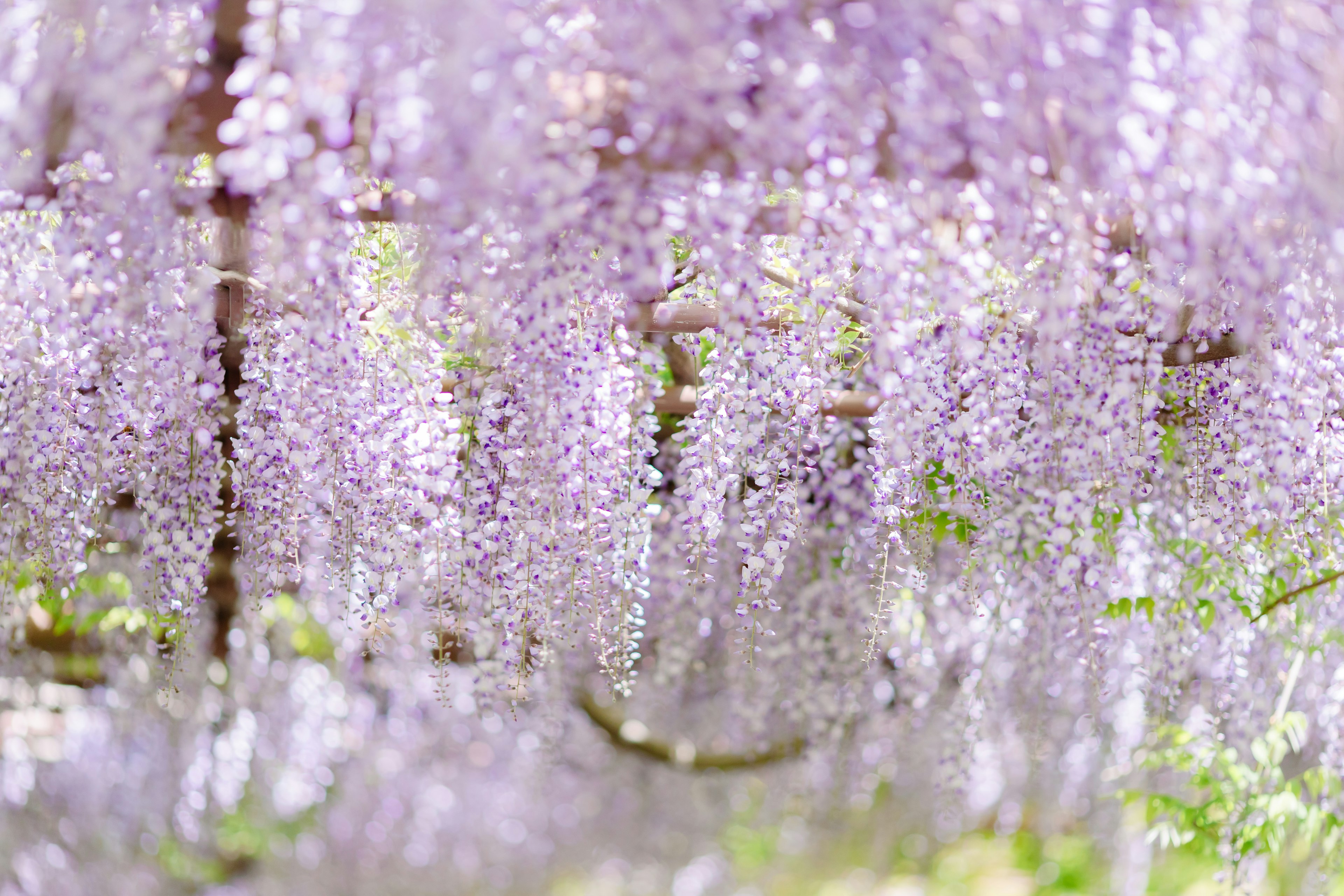 Beautiful landscape with cascading purple flowers