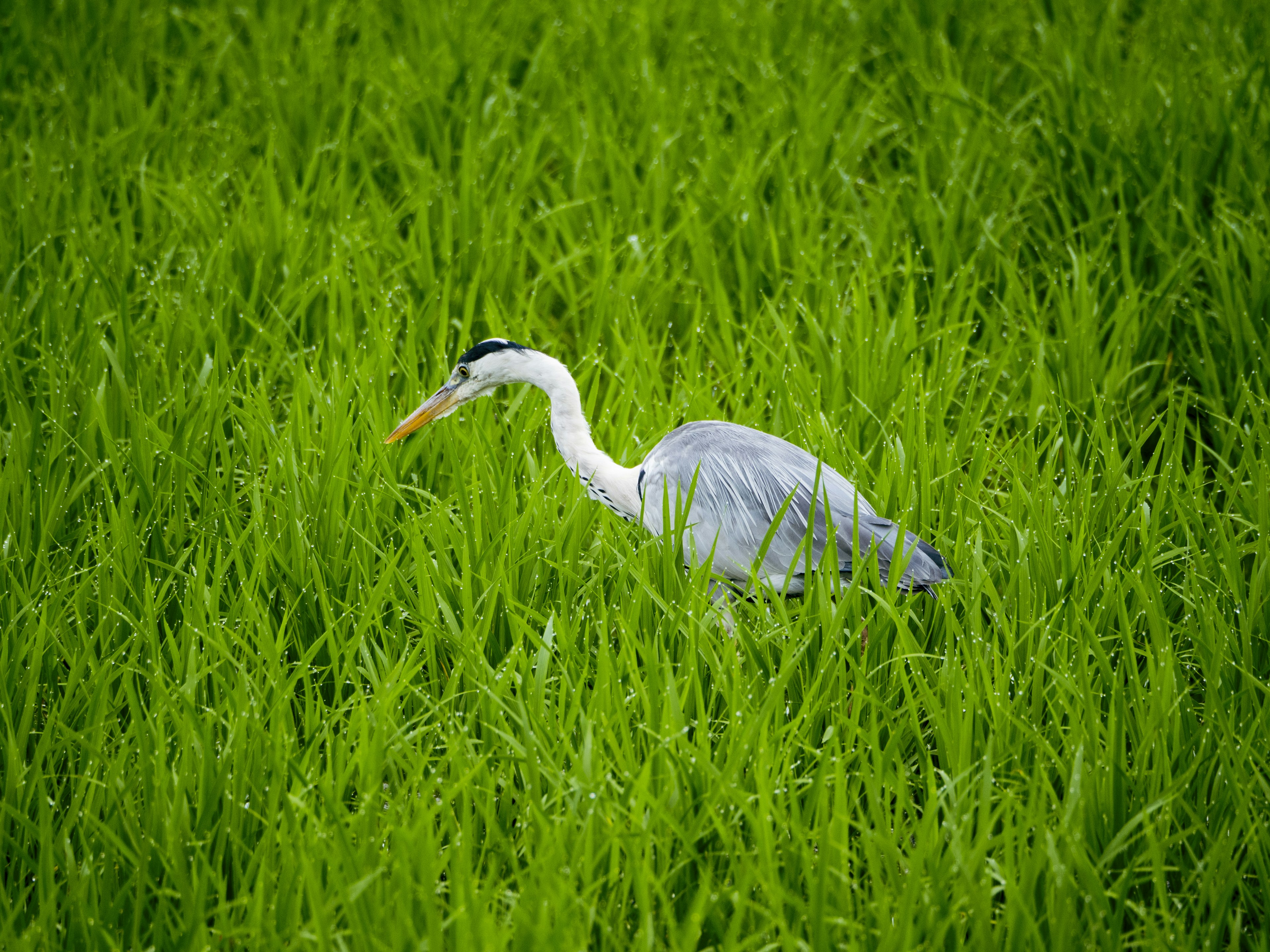 Garza gris de pie en hierba verde exuberante