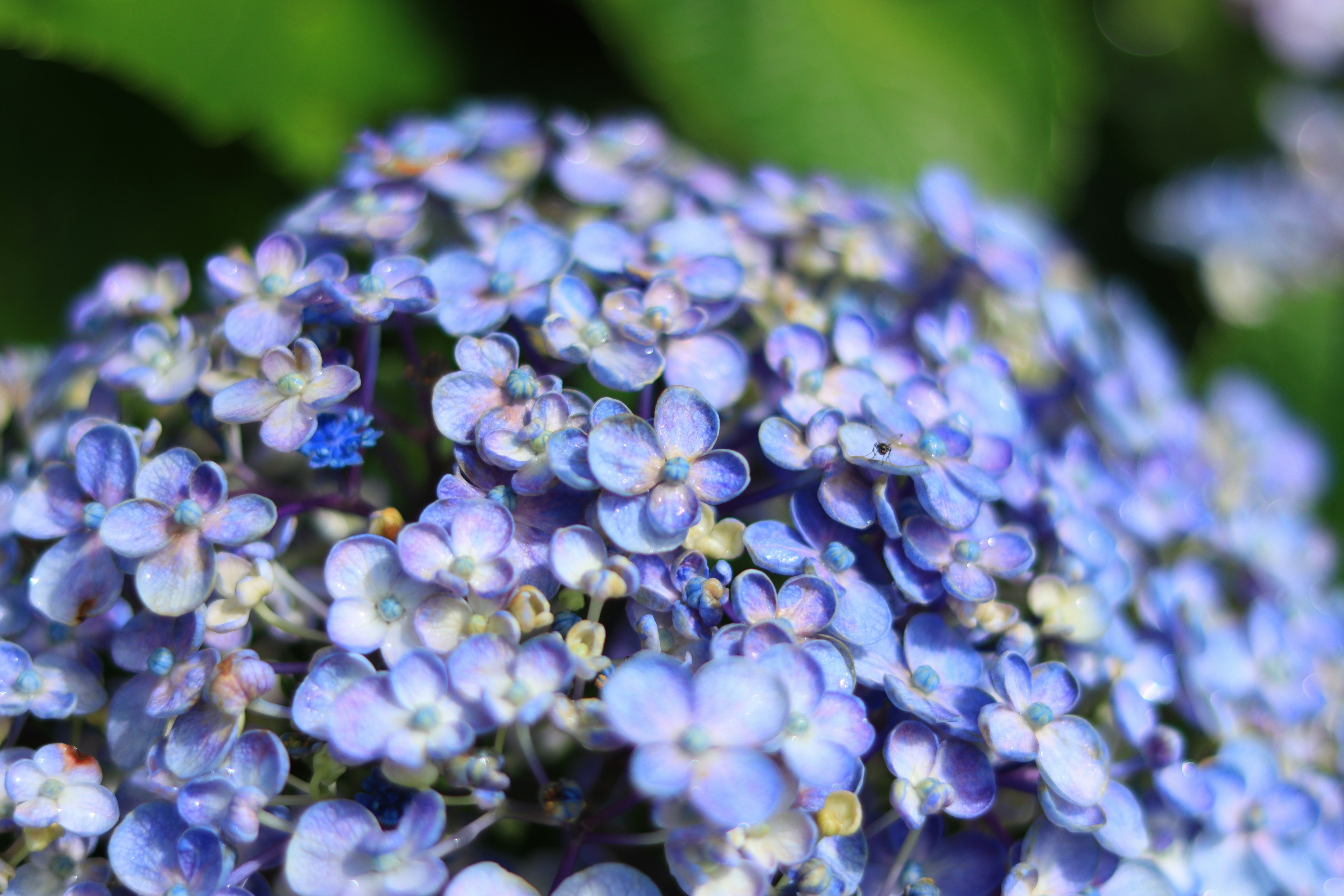 Primo piano di un gruppo di fiori blu-viola con petali piccoli e densamente raggruppati