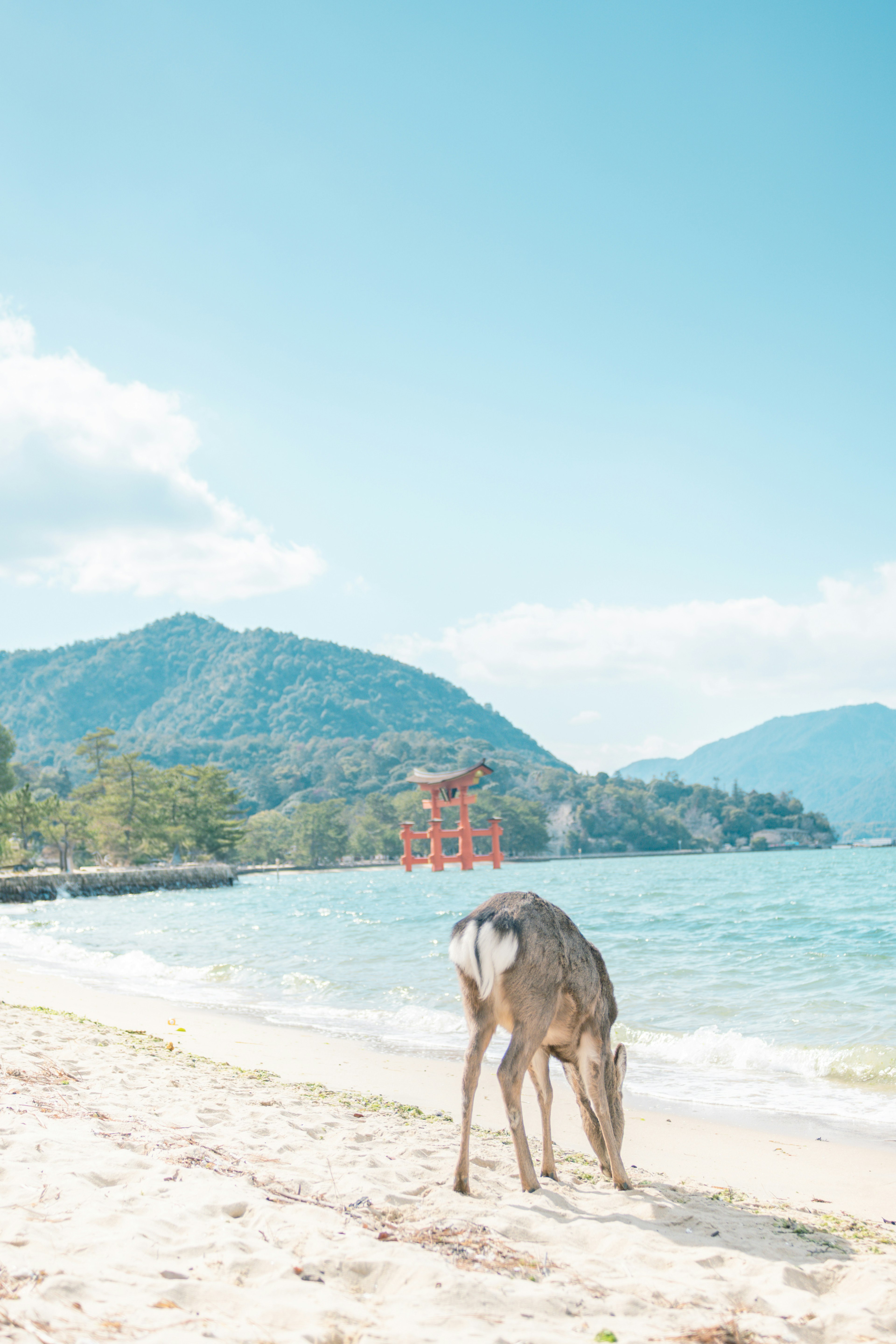 海灘上吃草的鹿和背景中的山脈