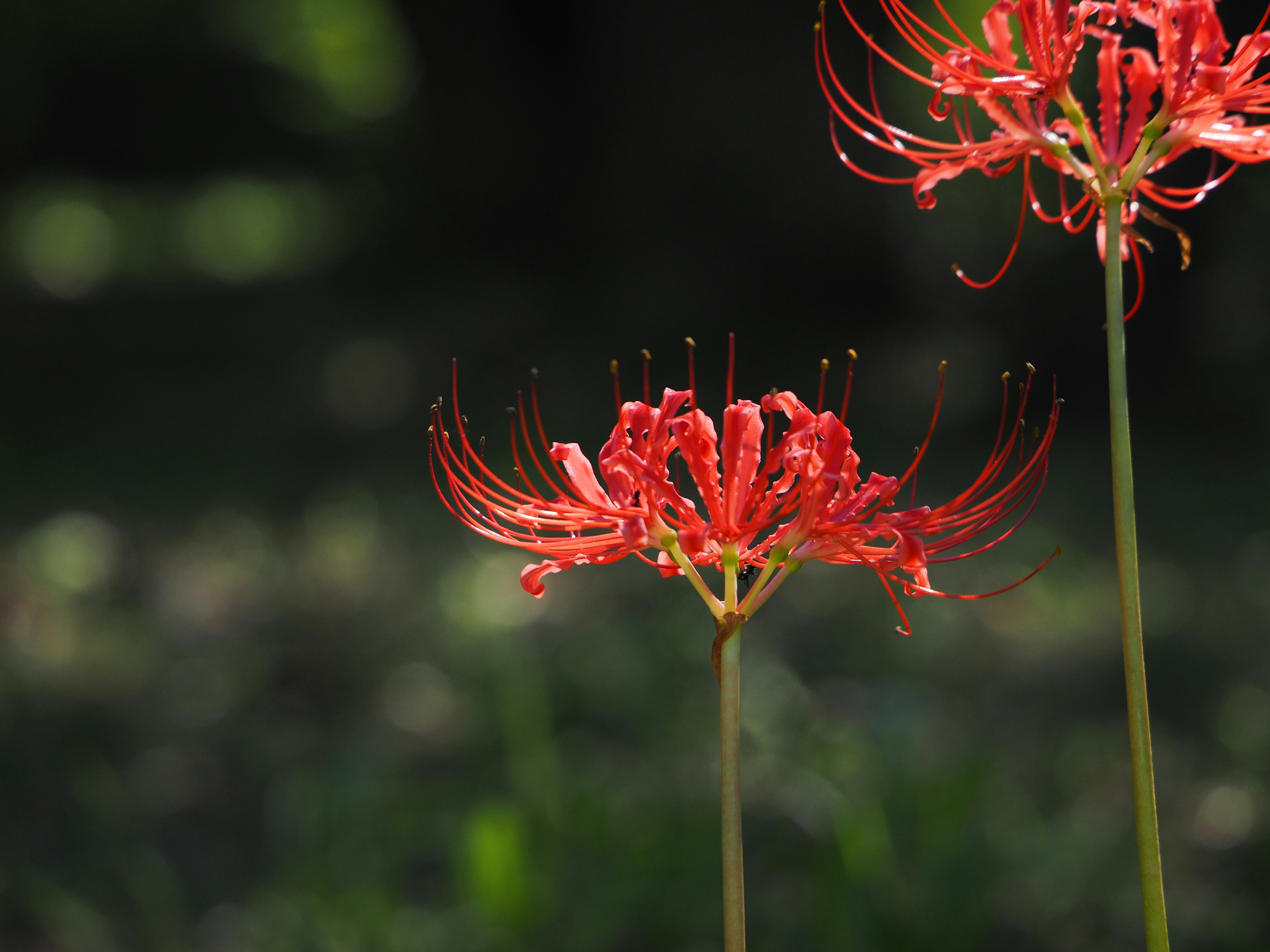 Rote Spinnenlilien blühen in einer natürlichen Umgebung