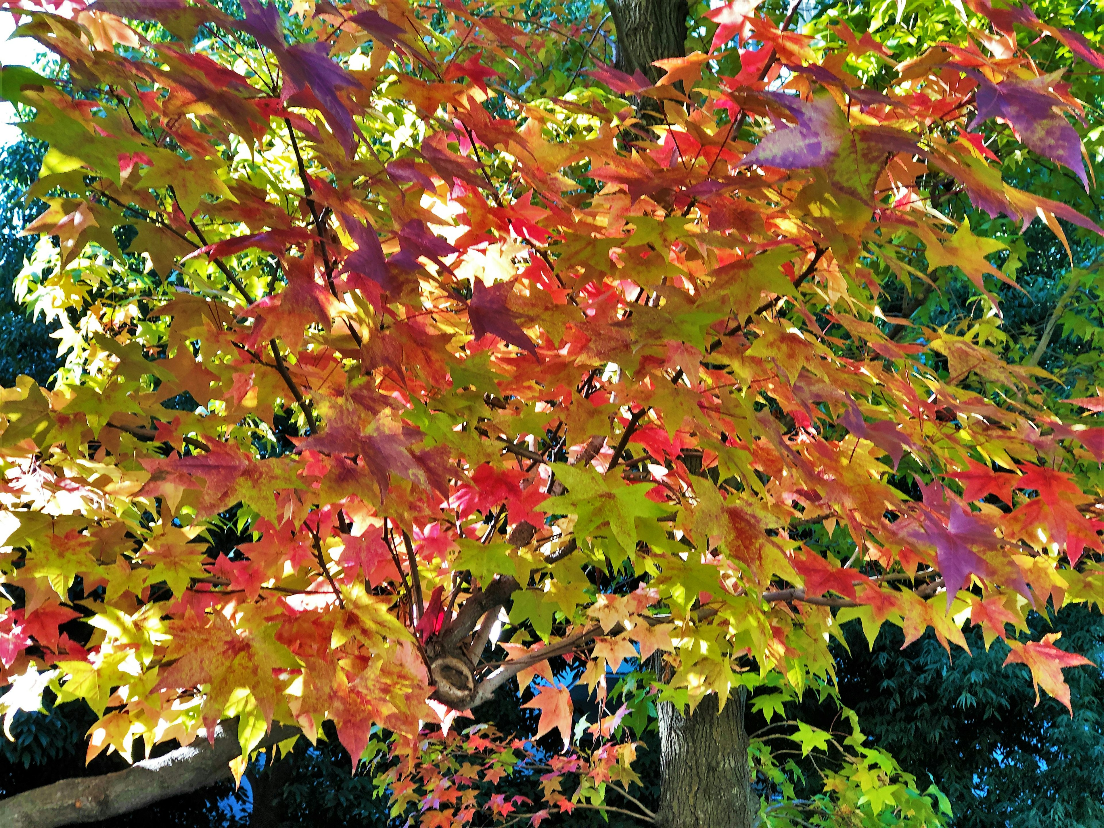 Vibrant autumn leaves in shades of red yellow and green on tree branches