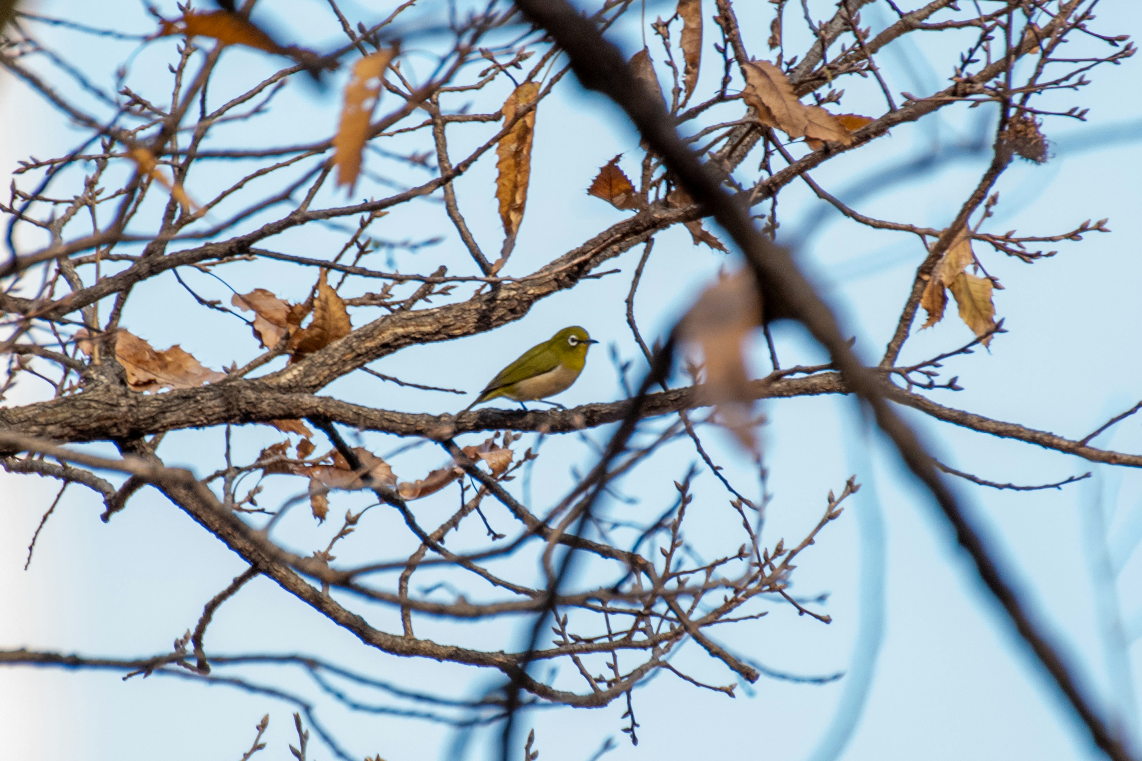 Un petit oiseau perché sur une branche avec des feuilles sèches