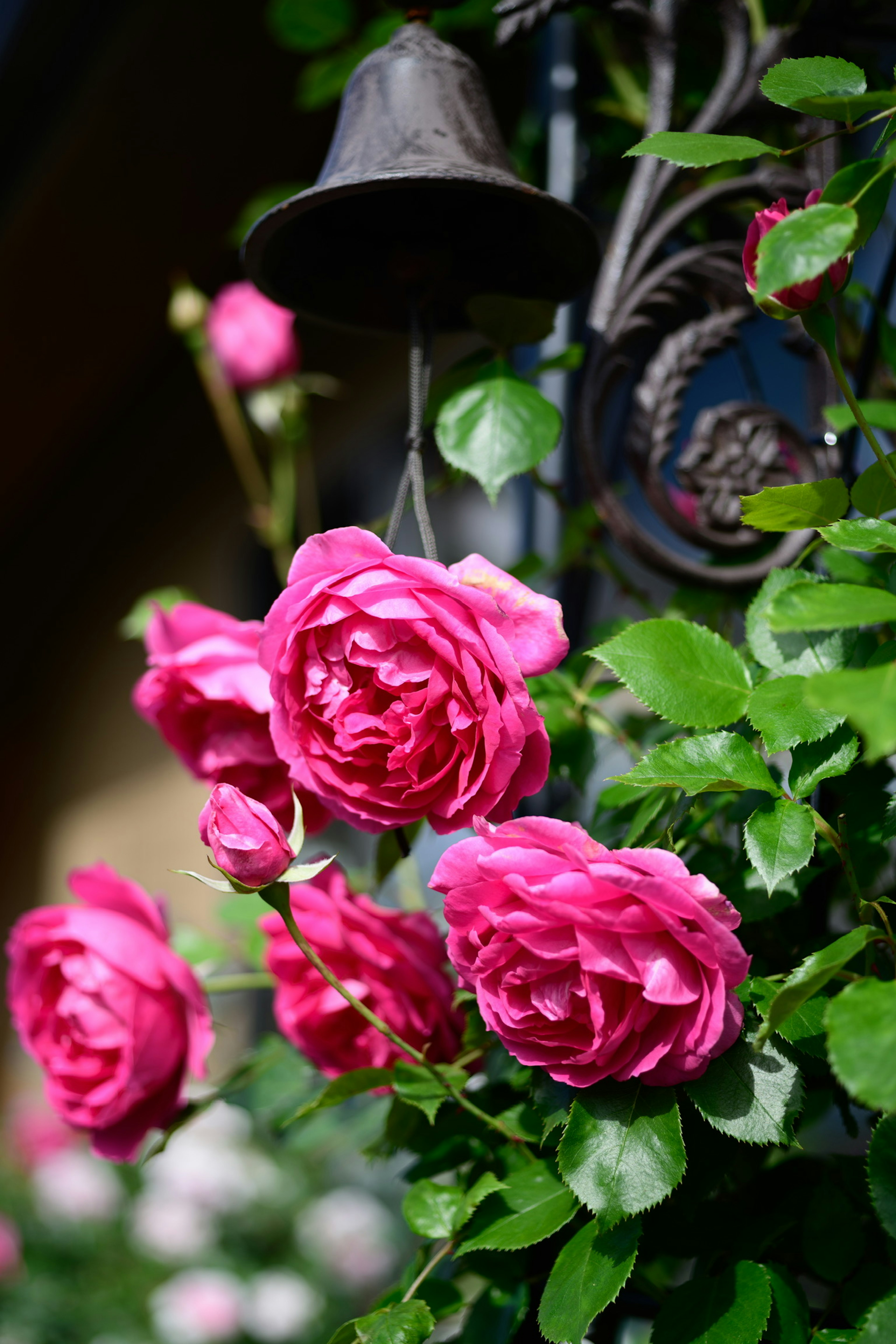 Superbes roses roses entourées de feuilles vertes