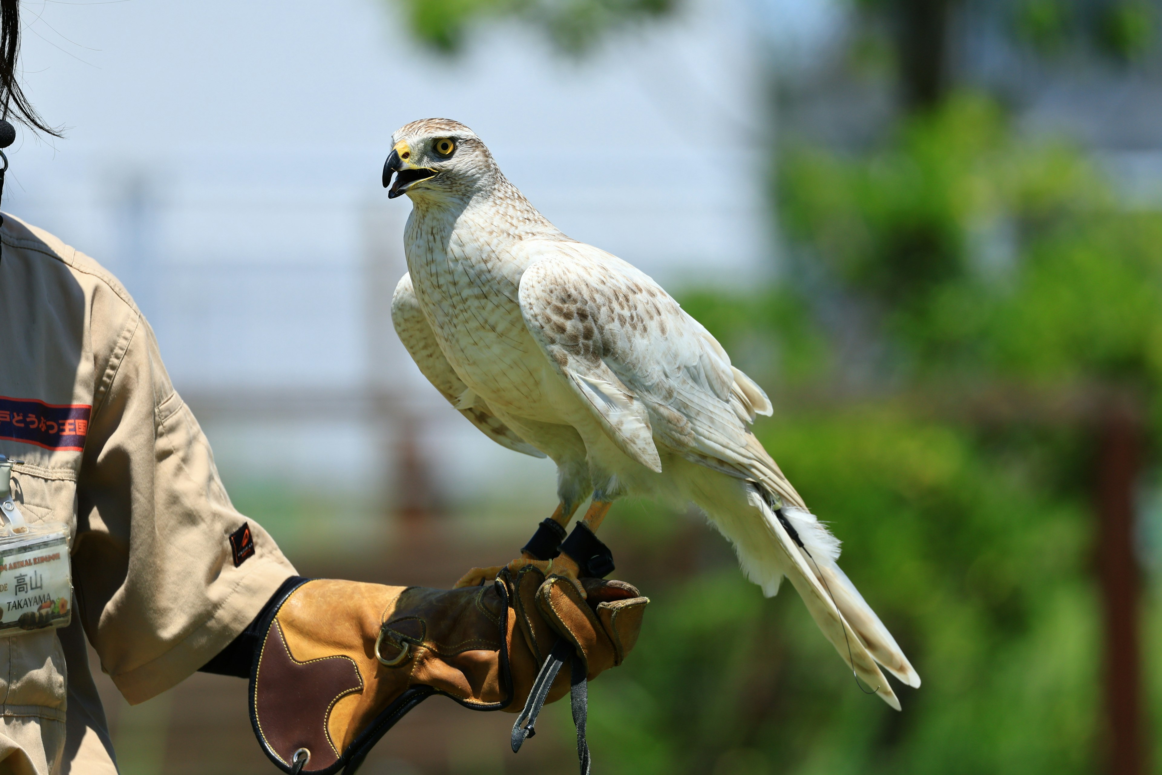 Person, der einen weißen Vogel auf einem Handschuh hält