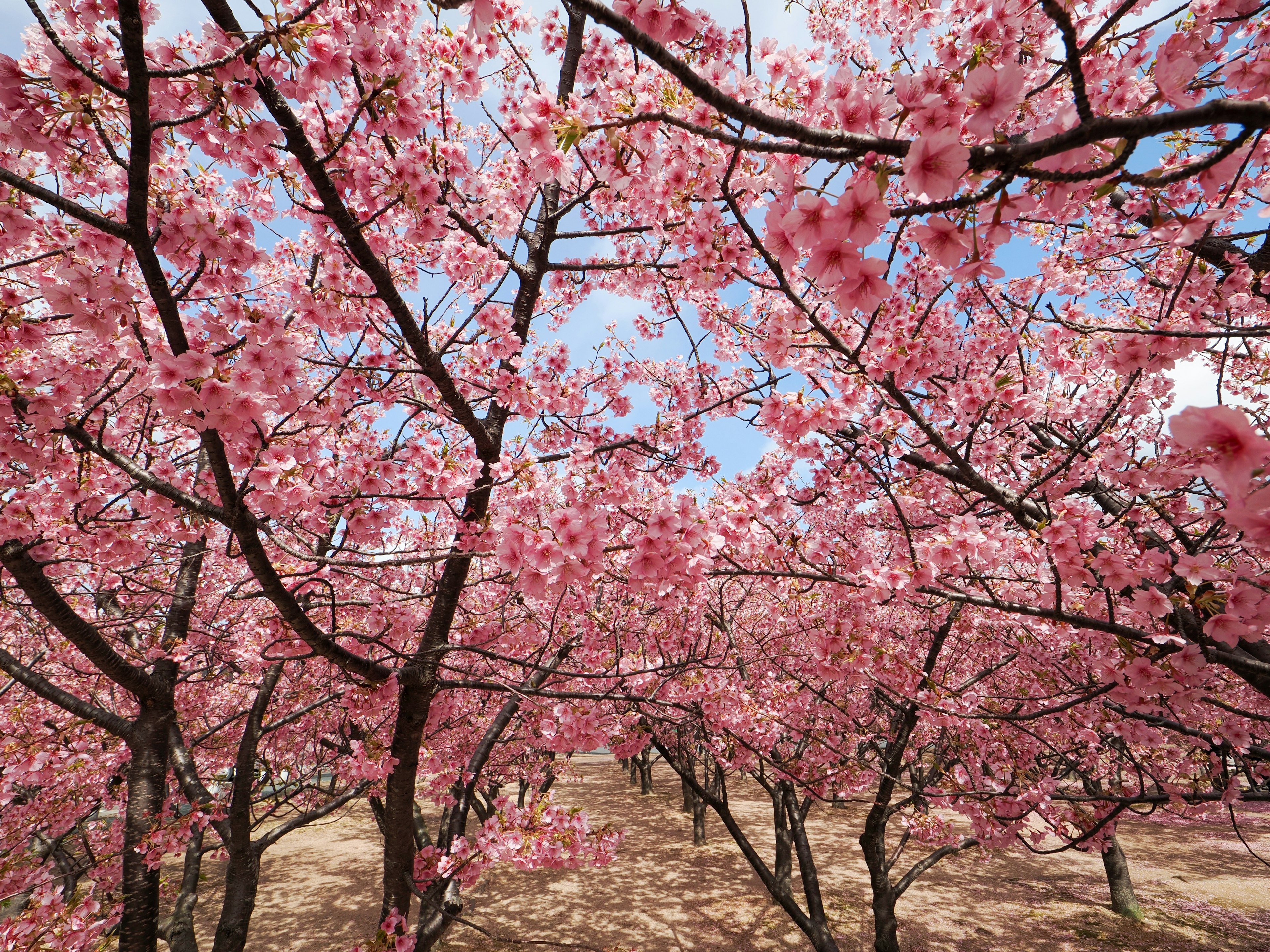 Pemandangan pohon sakura yang sedang mekar