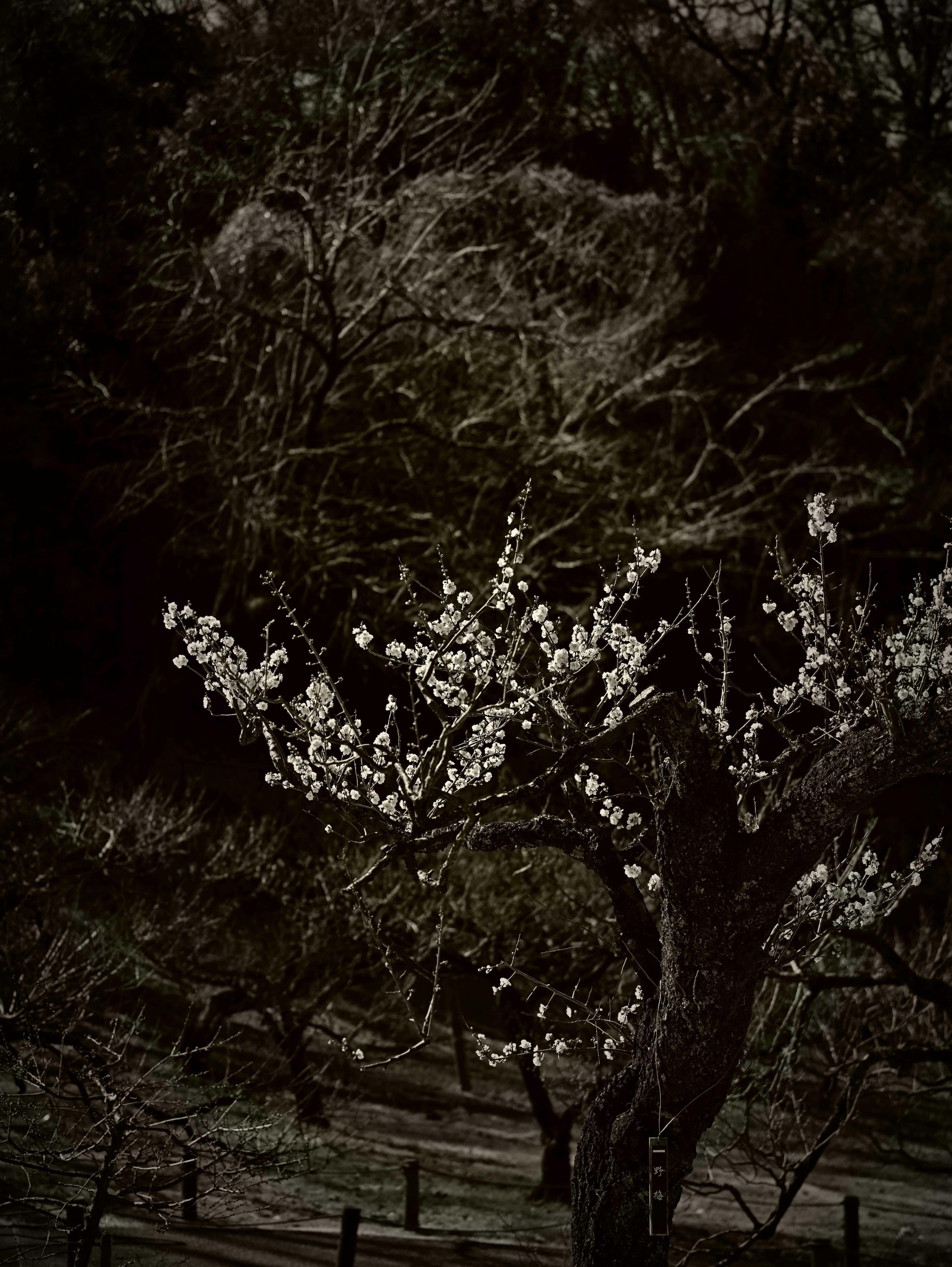 白い花が咲く木が暗い背景に映える風景