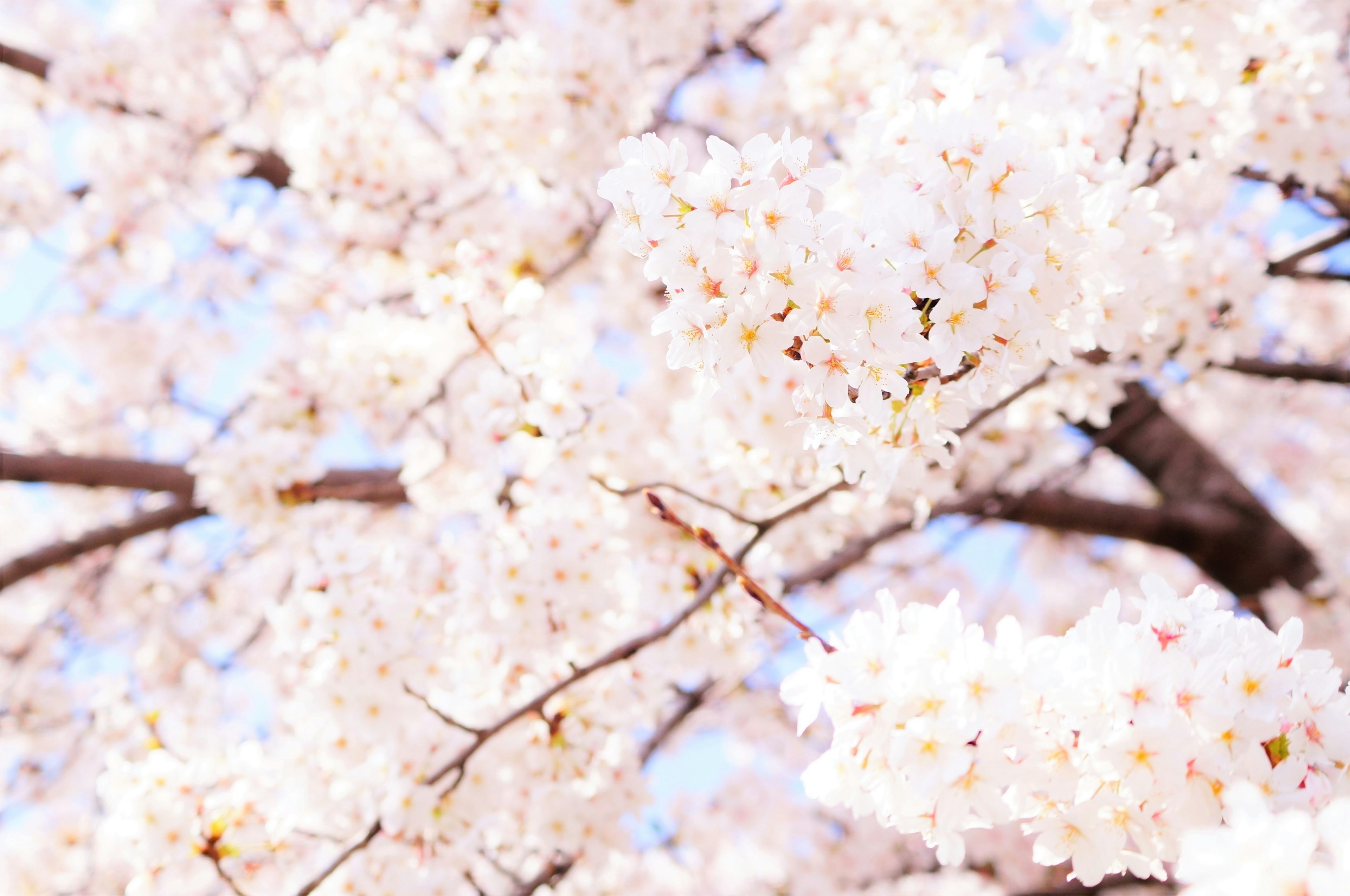 Close-up of cherry blossom branches in full bloom