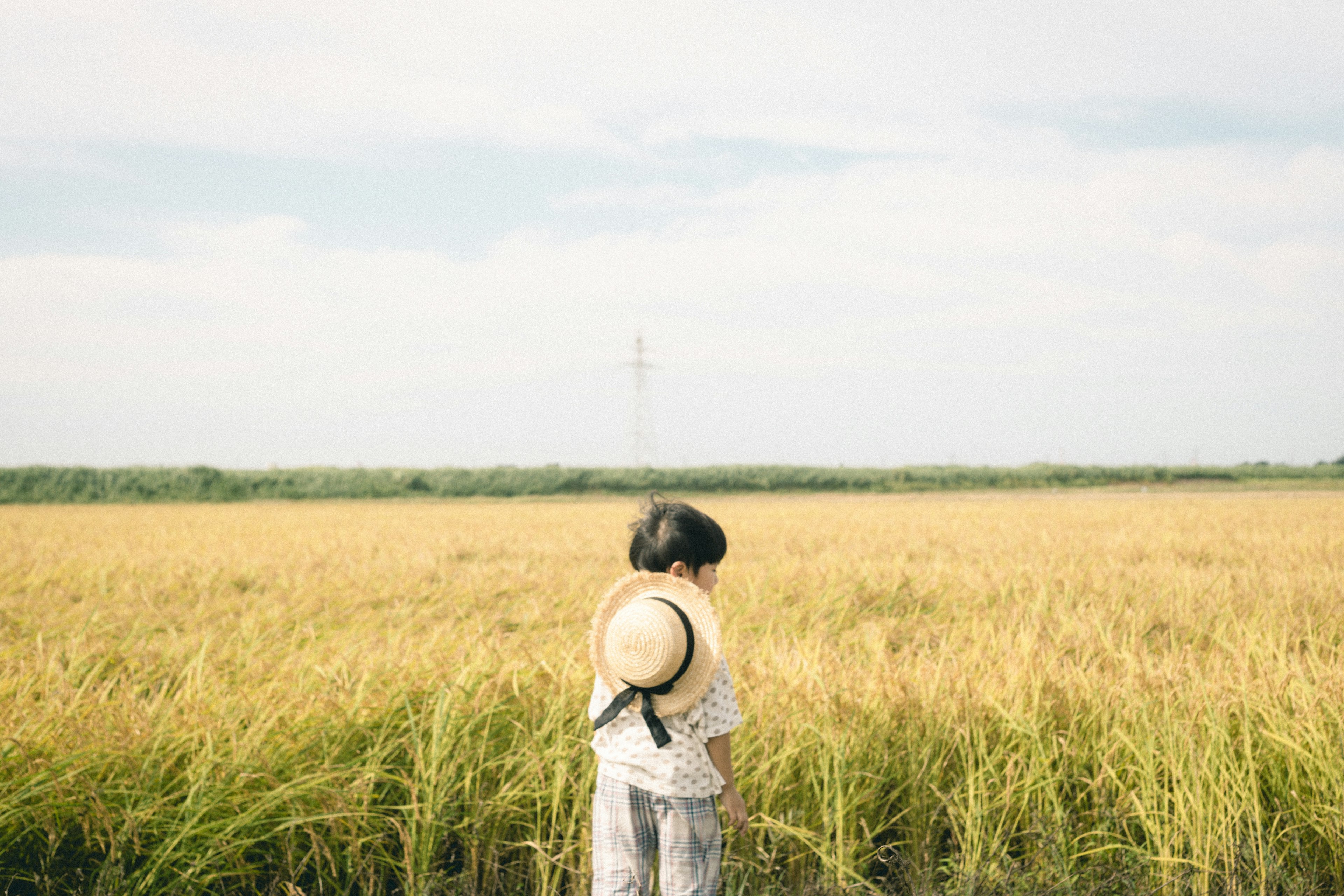 Anak berdiri di ladang padi dengan tanaman padi emas