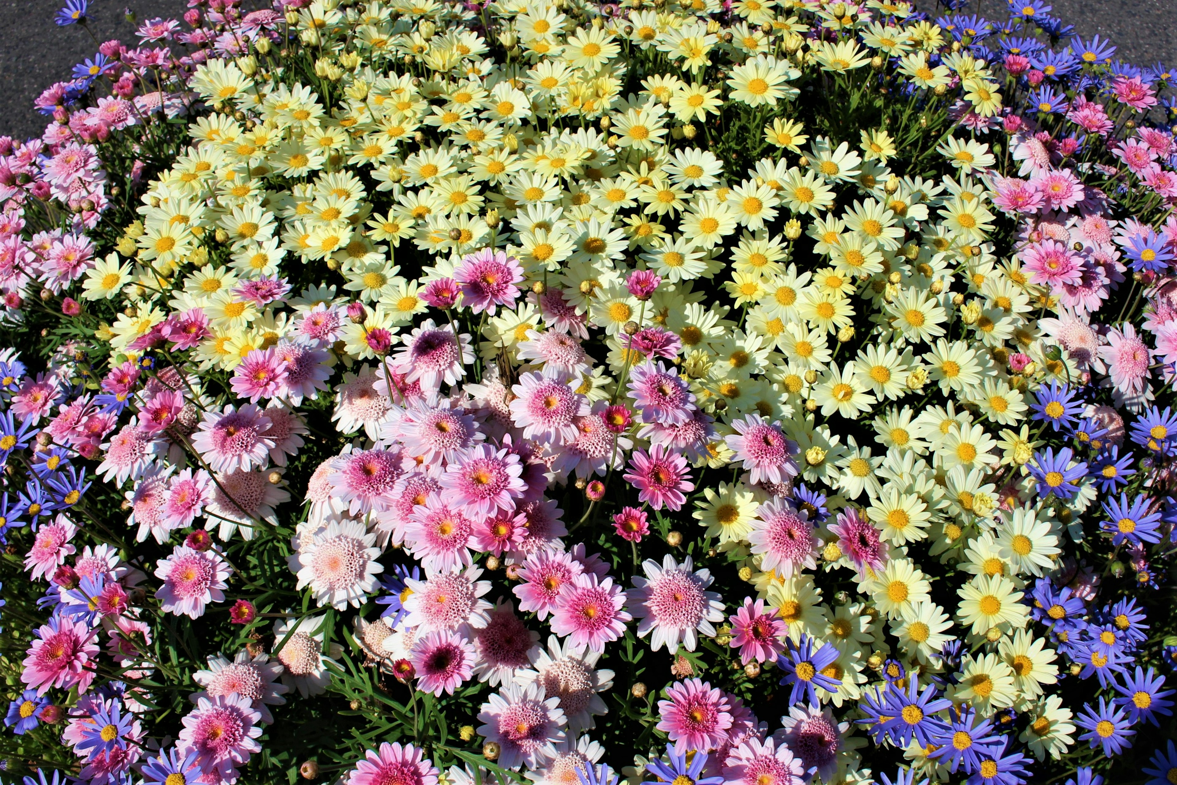 一個美麗的花園，五彩繽紛的花朵綻放