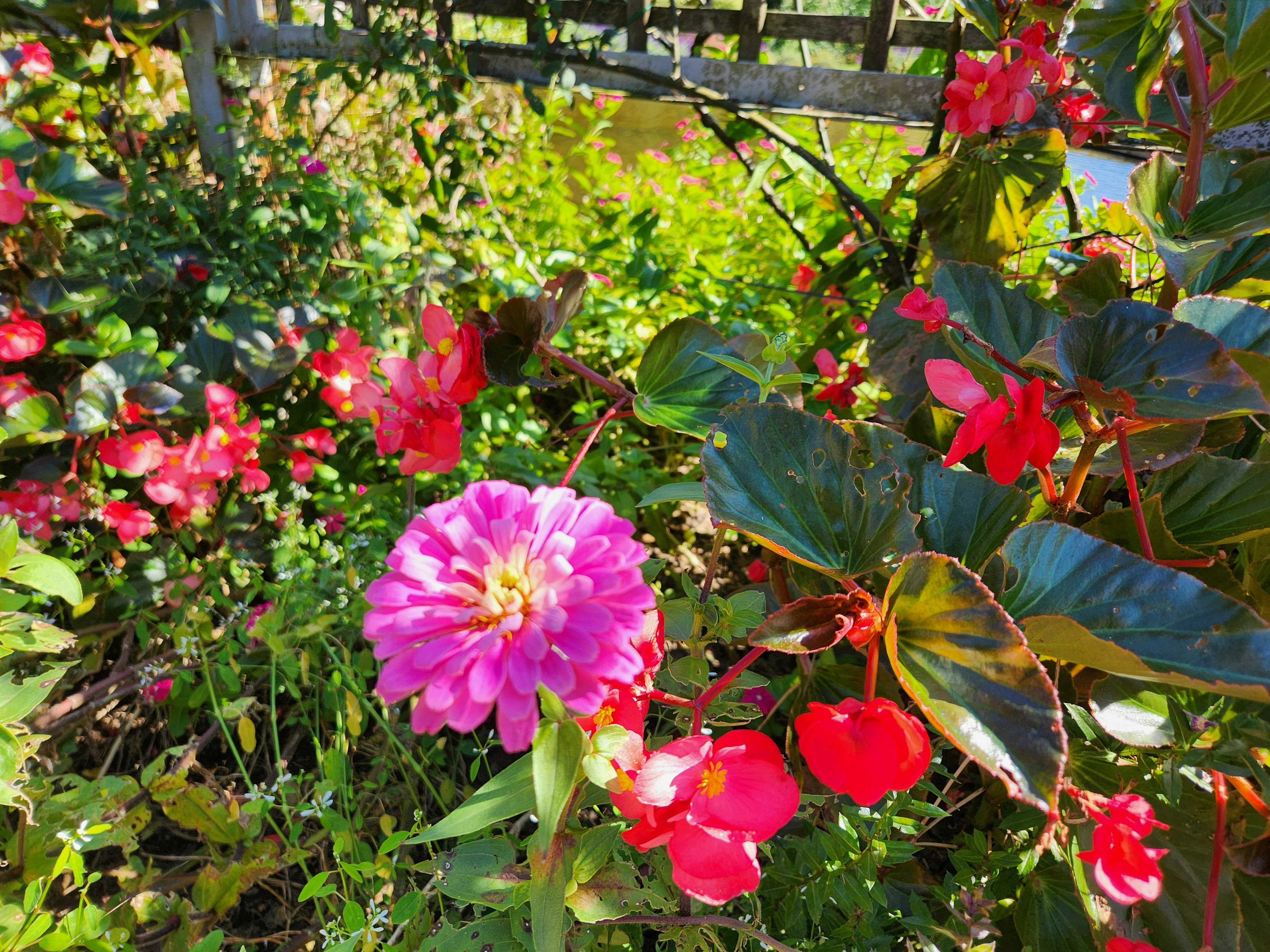 色とりどりの花が咲いている庭の風景 ピンクの花と赤い花が目立つ