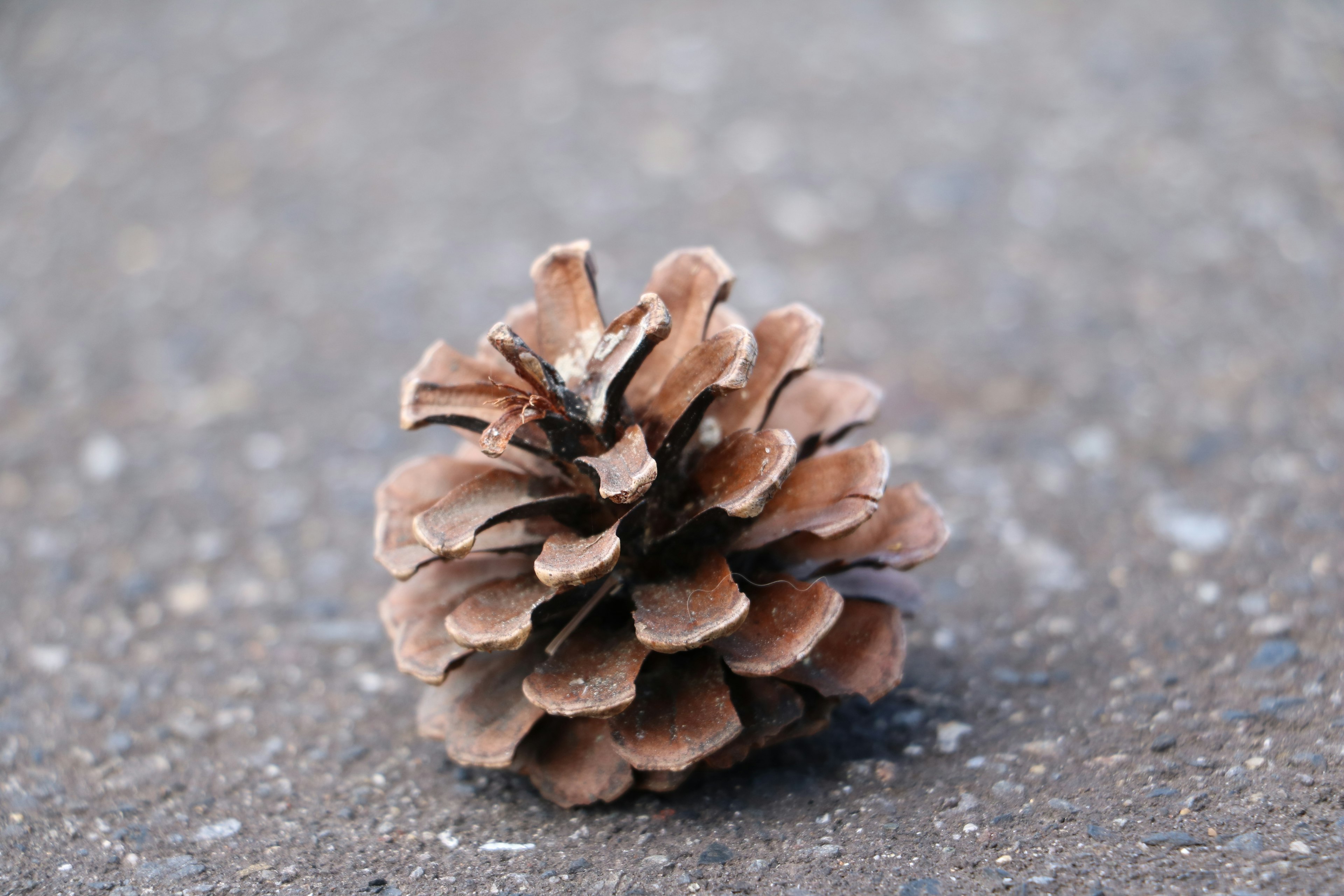 Close-up of a pine cone resting on a textured surface