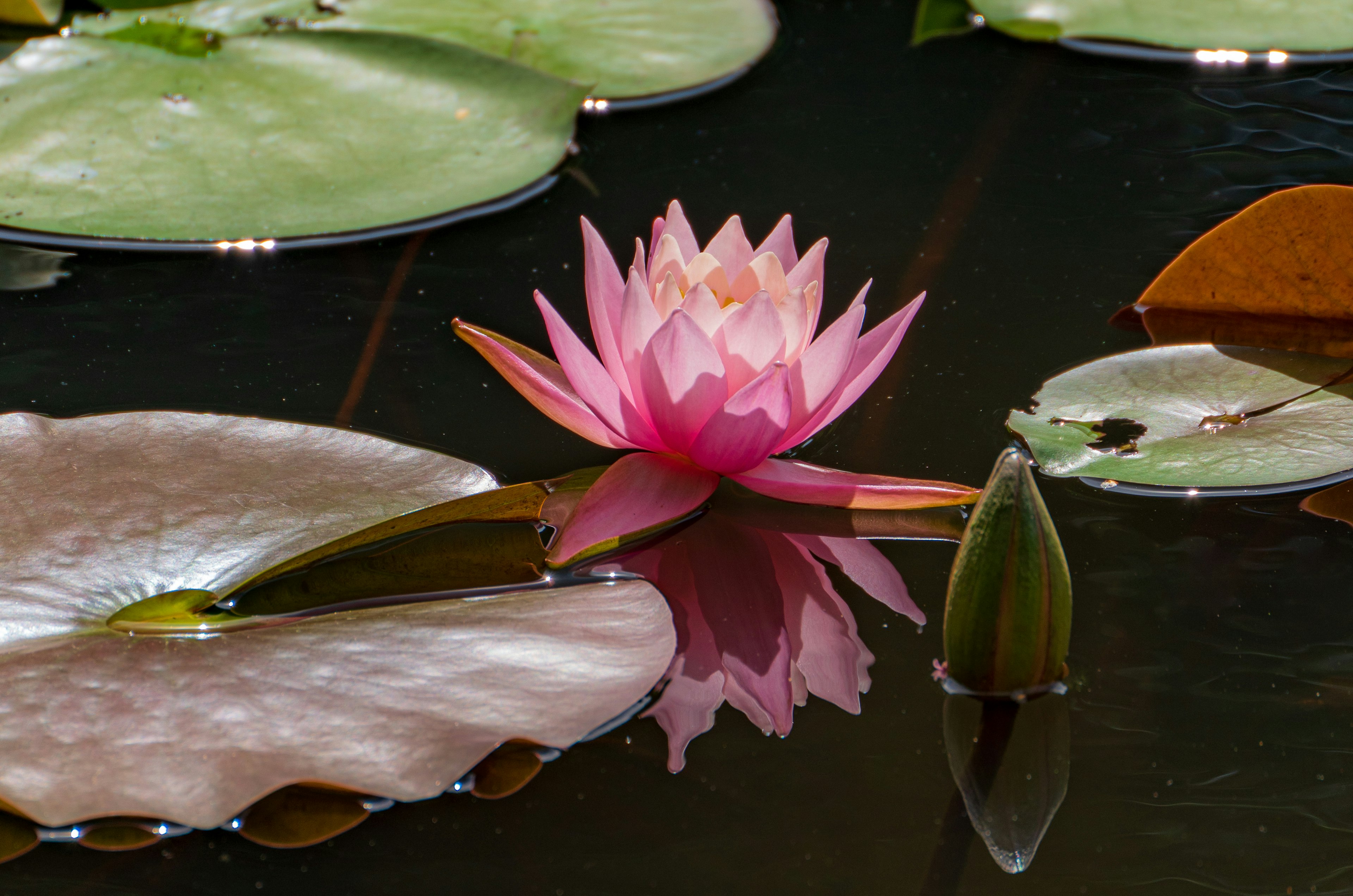 Un lirio de agua rosa flotando en el agua con hojas verdes