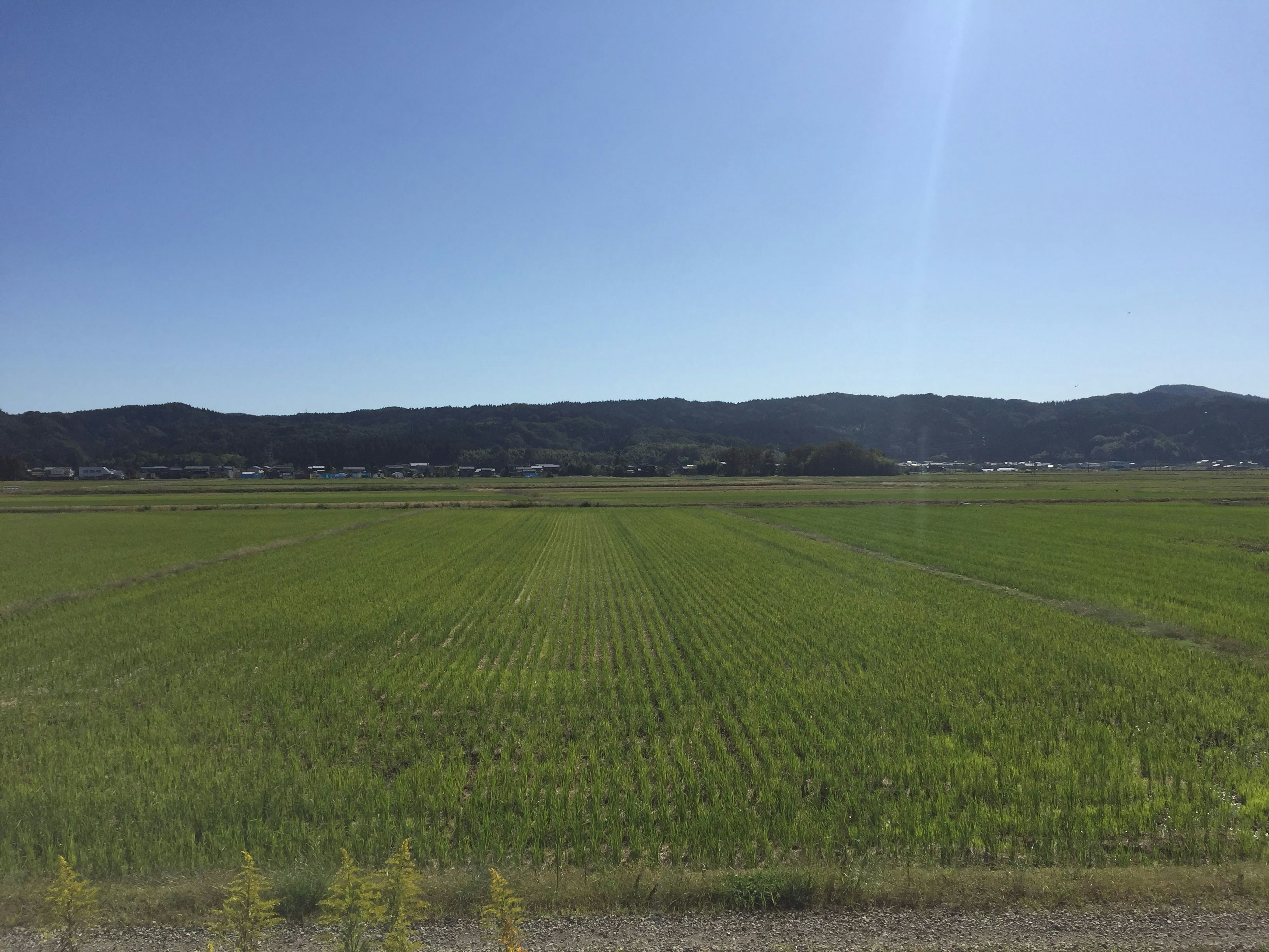 Lush green rice field under a clear blue sky