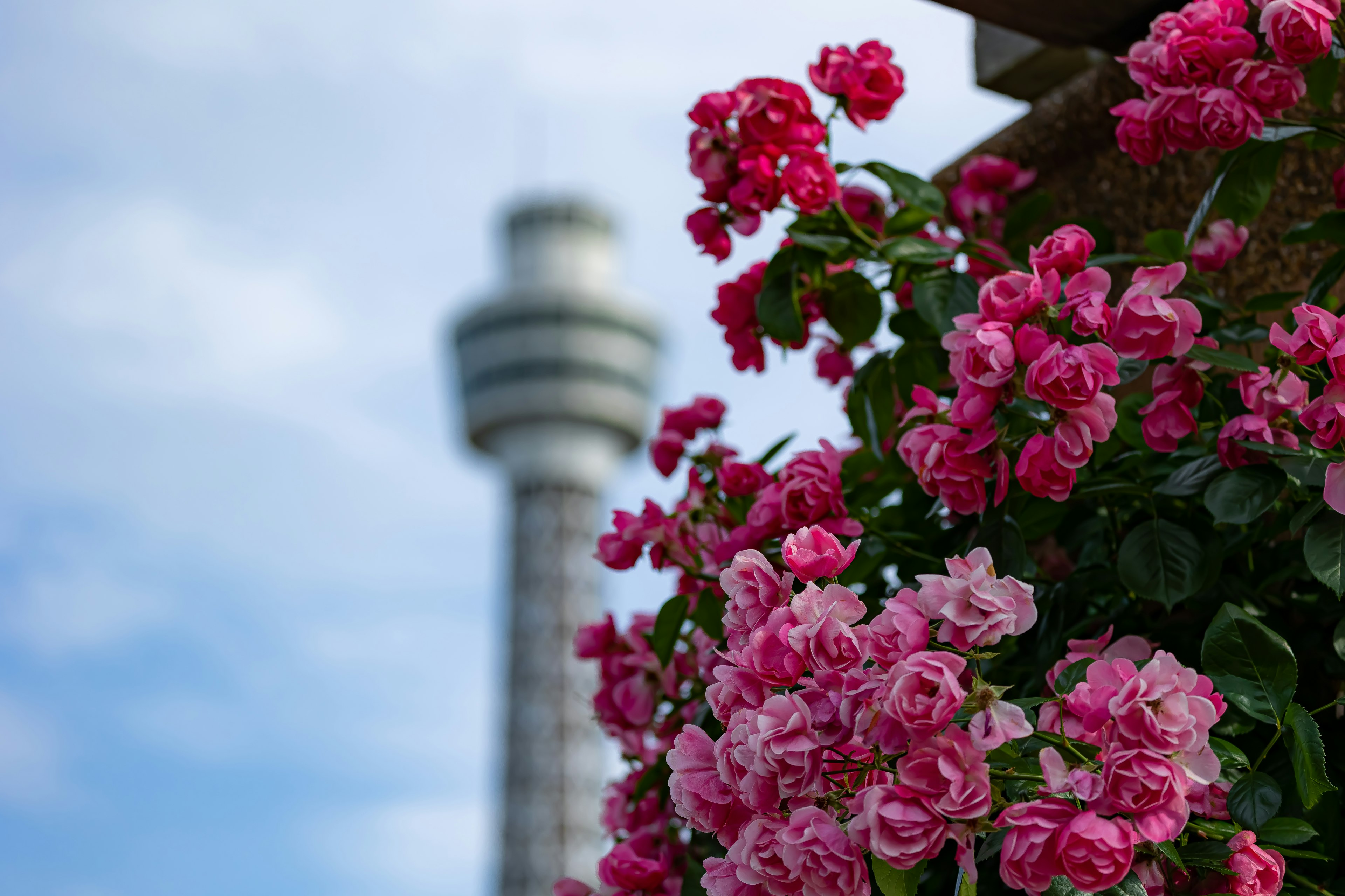 Acercamiento de flores rosas con una torre borrosa al fondo