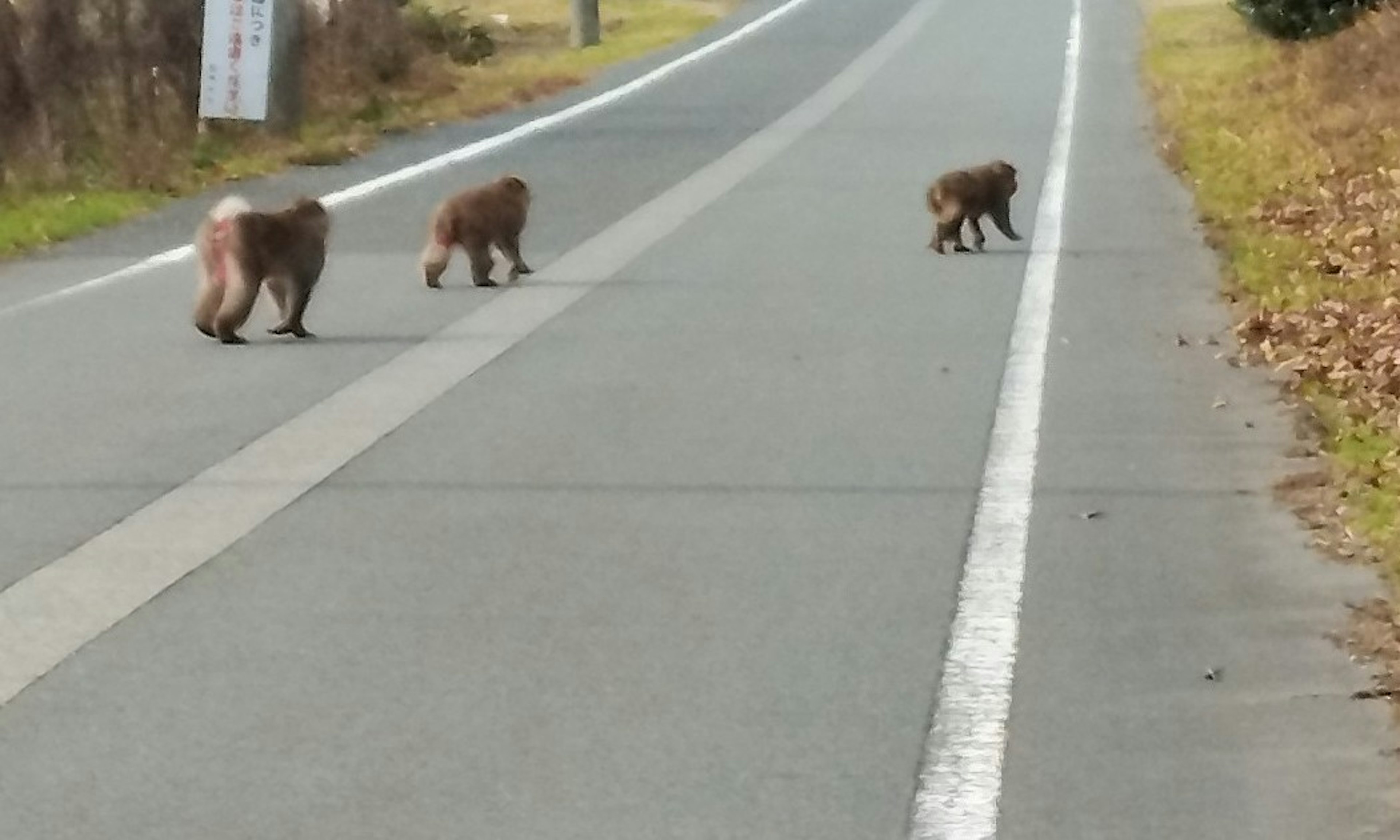 道路を横断する猿たちのグループ