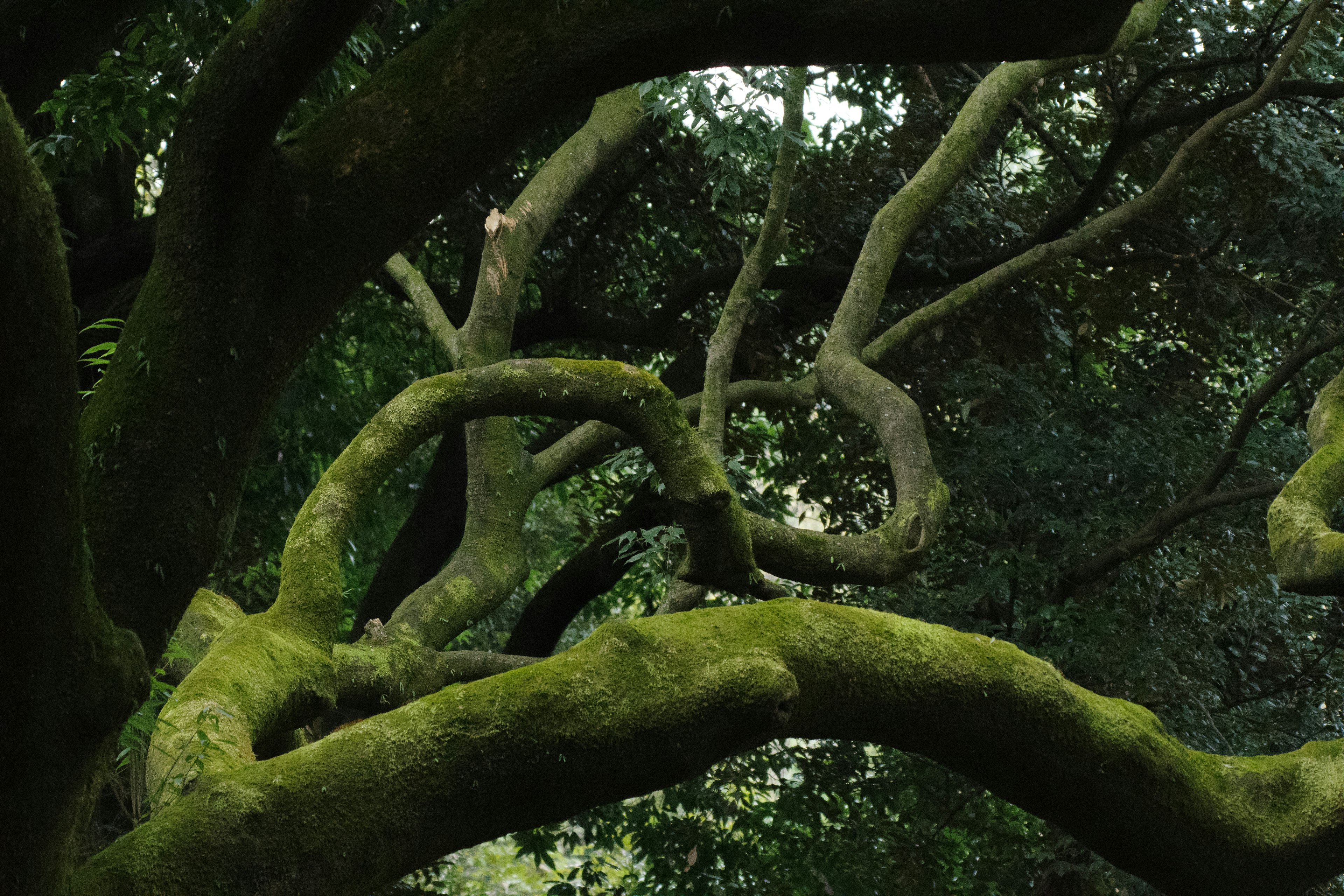 Twisted tree branches covered in green moss intertwining in a lush forest