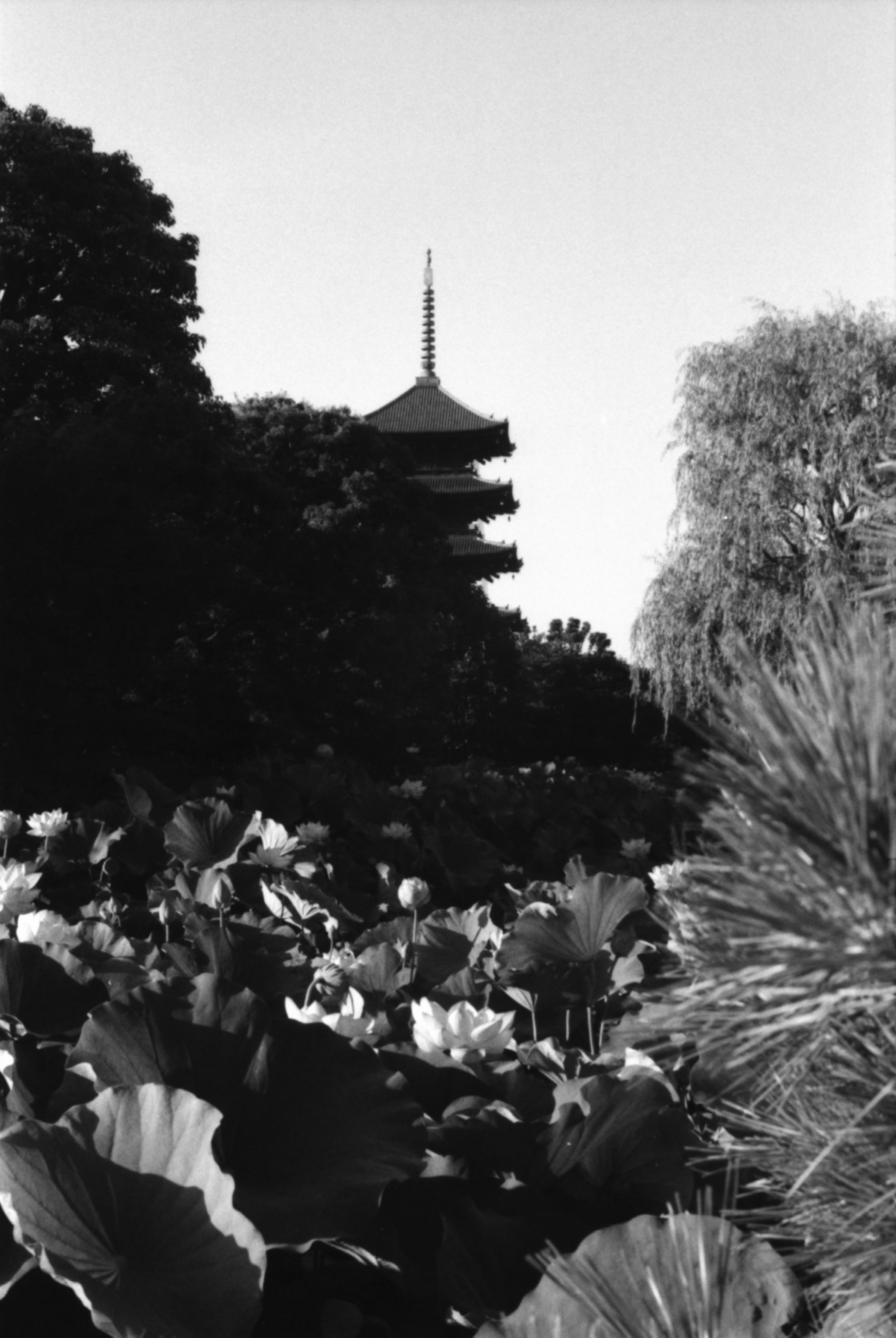 Paesaggio in bianco e nero con una pagoda e fiori di loto