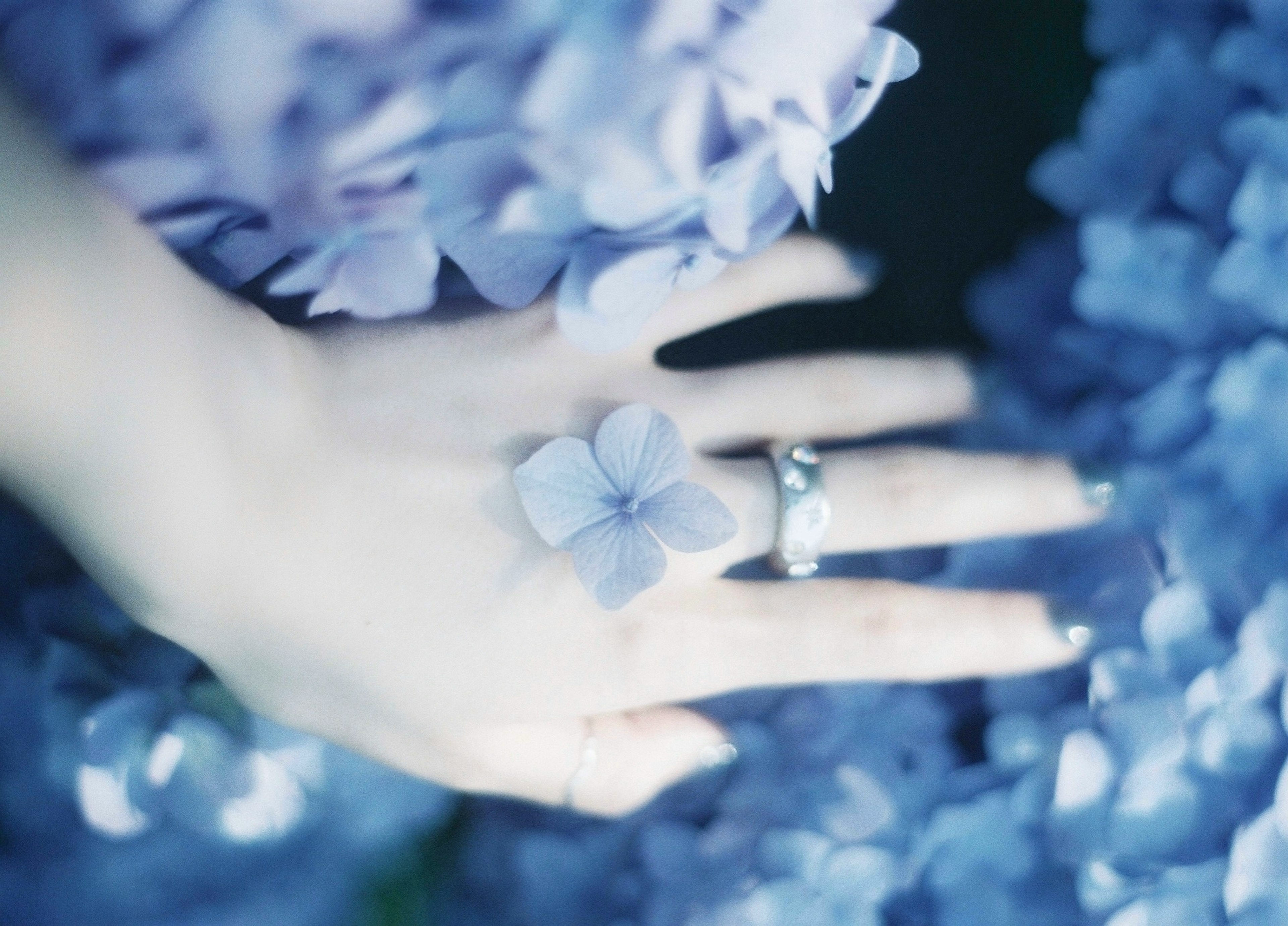 Gros plan sur une main avec une fleur d'hortensia et des bagues