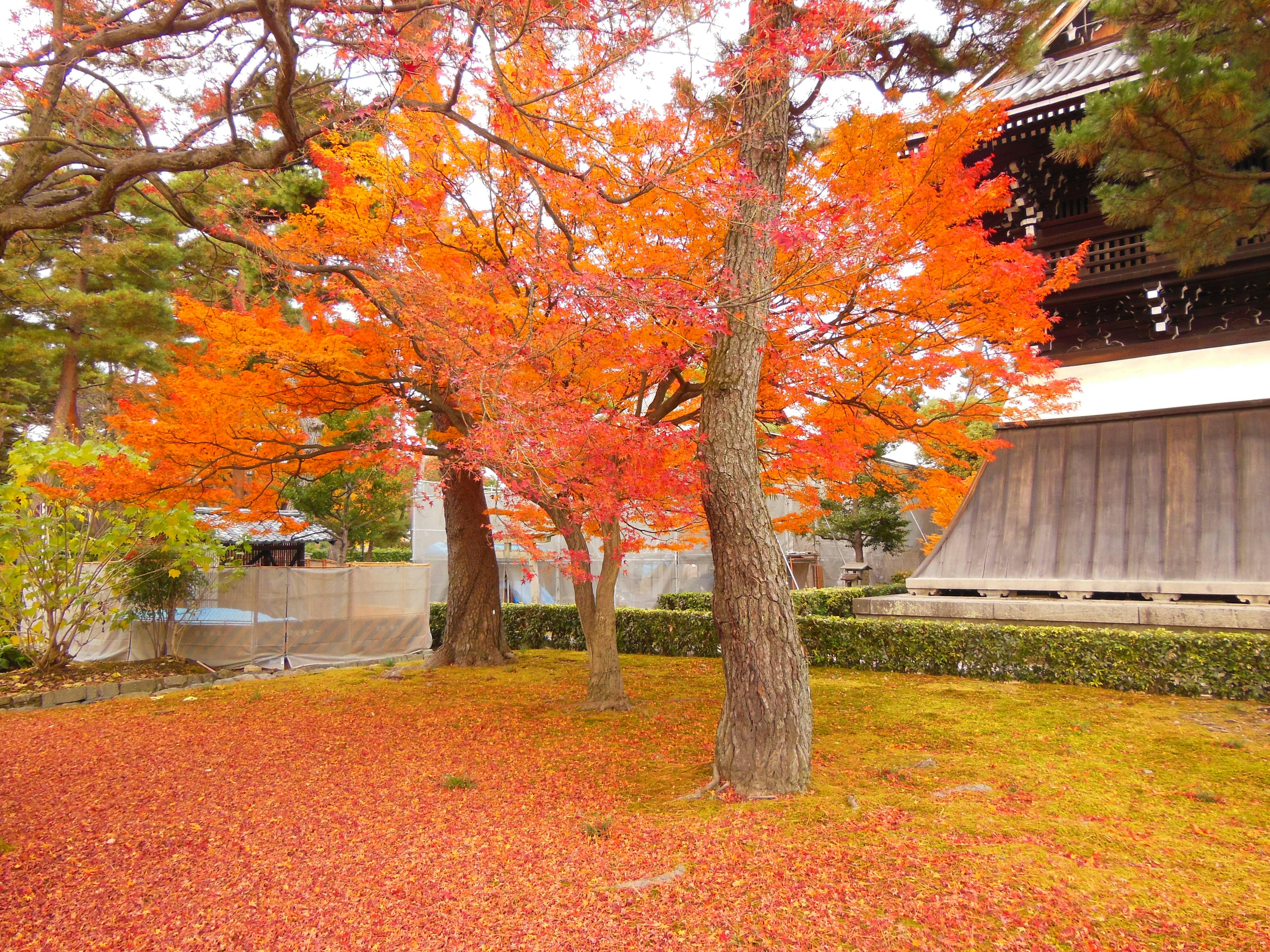 紅葉した木々と鮮やかなオレンジ色の葉が広がる風景