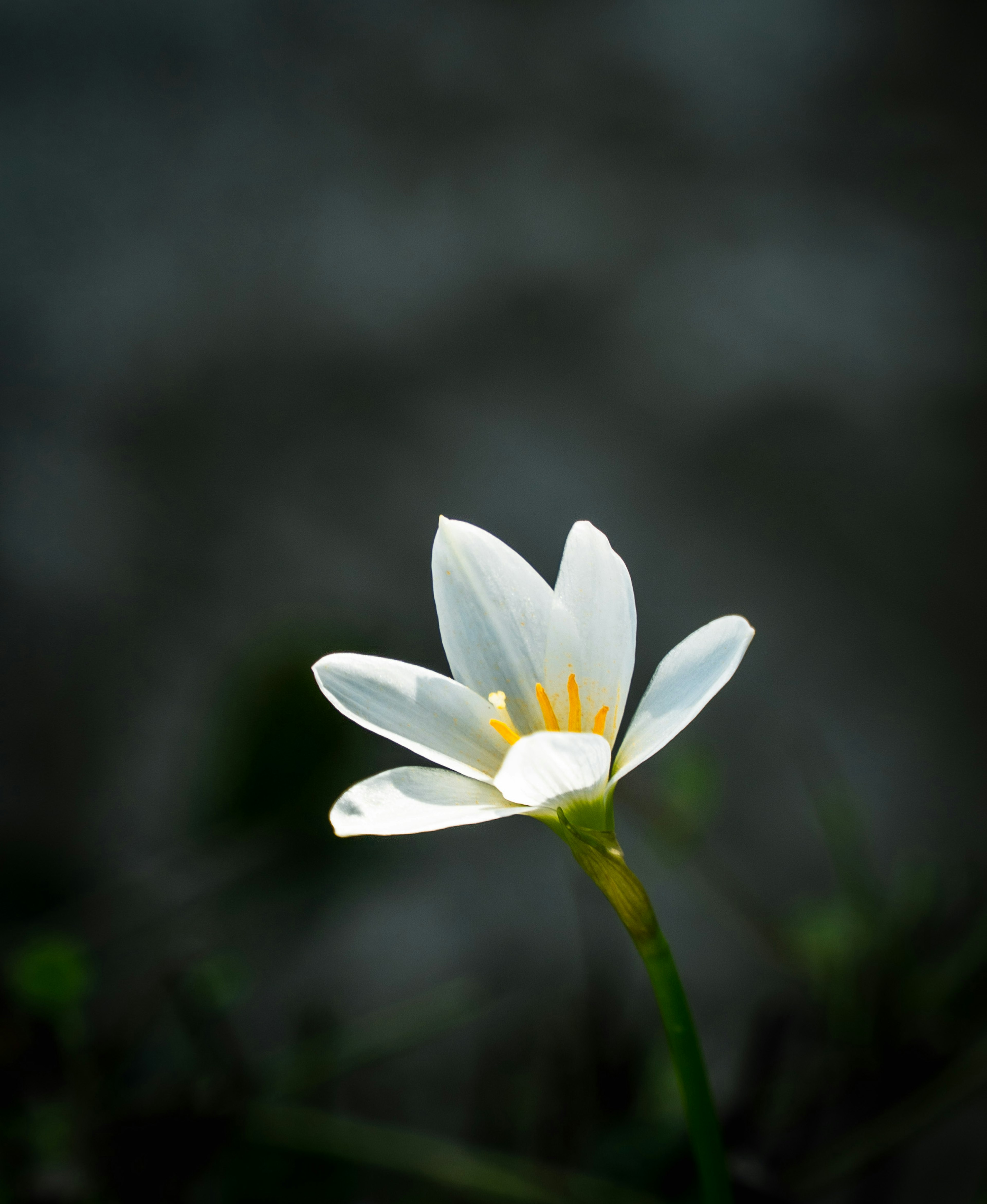 Una flor blanca con centro amarillo sobre fondo oscuro