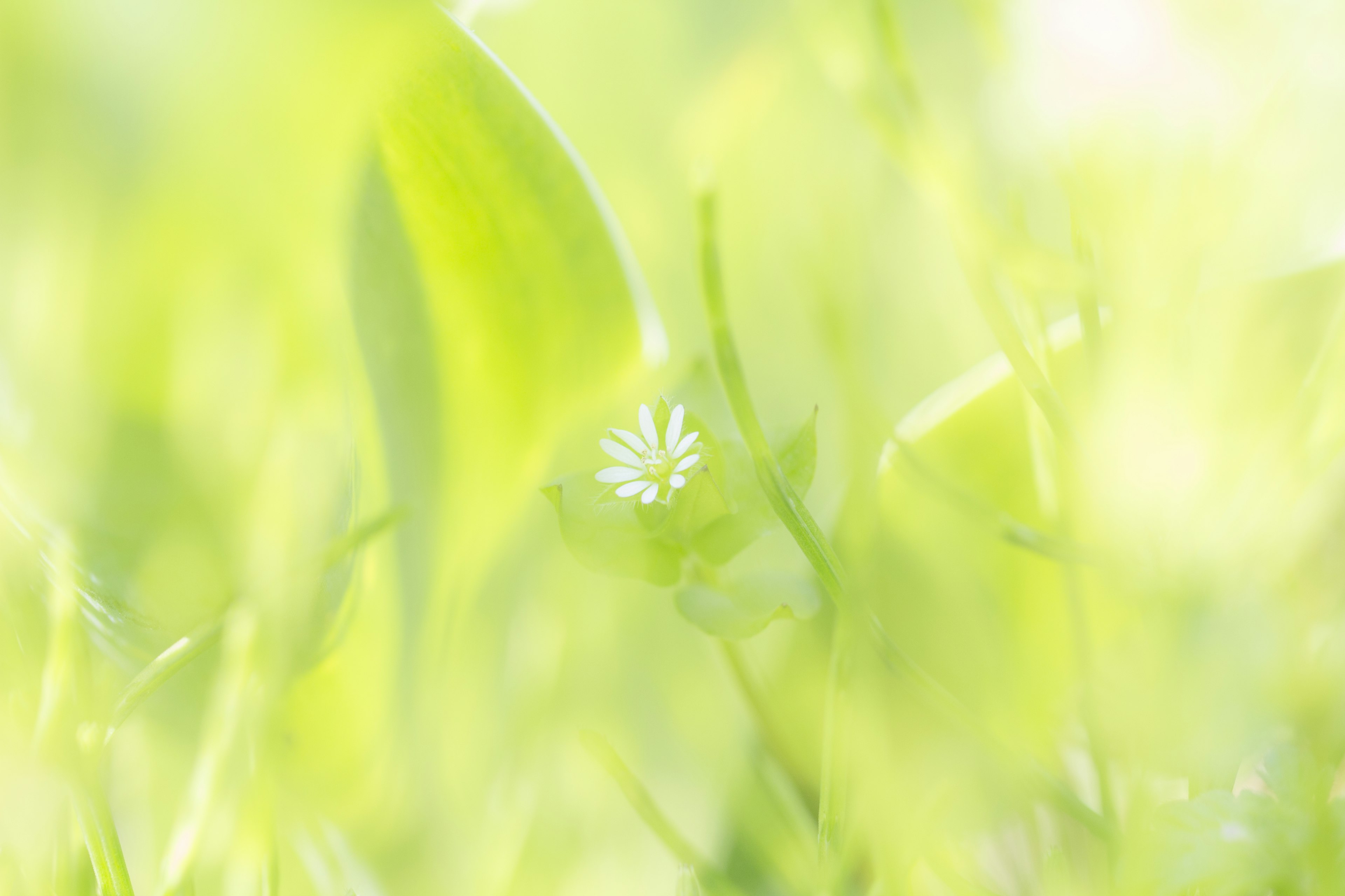 Un fond vert doux avec une petite fleur blanche