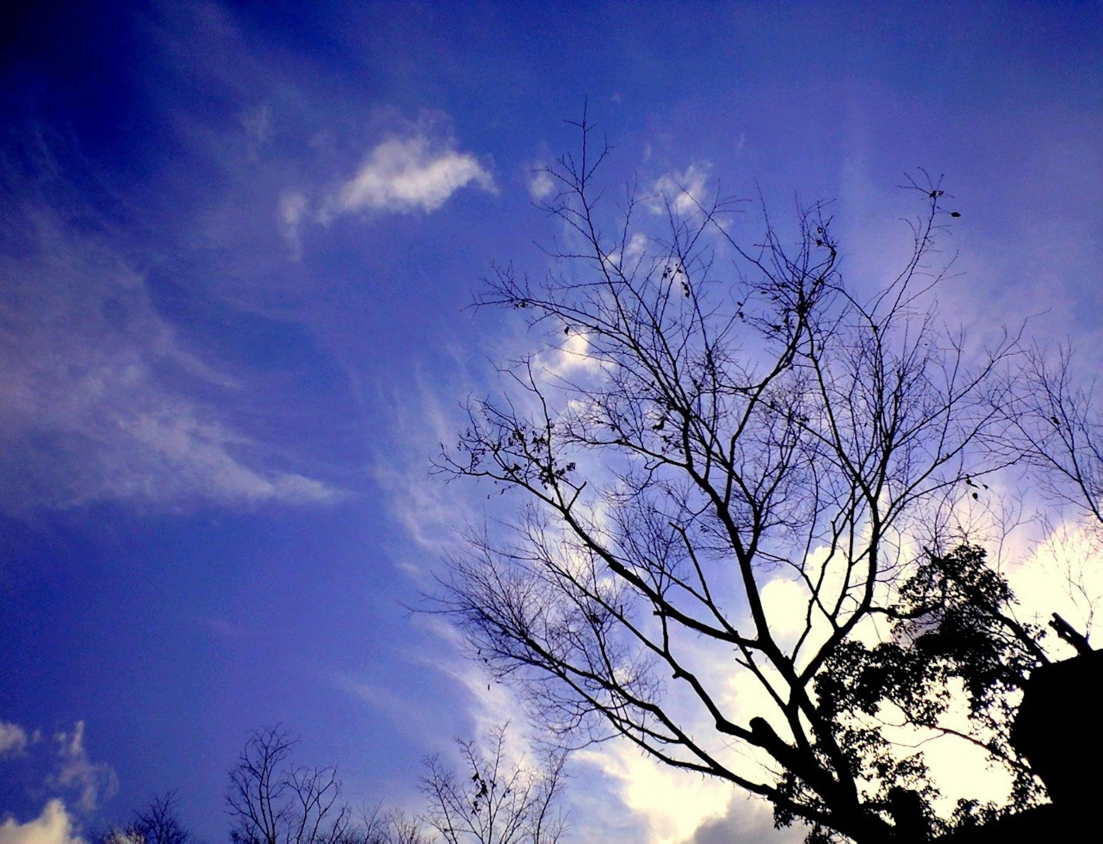 Silueta de ramas de árbol contra un cielo azul con nubes blancas