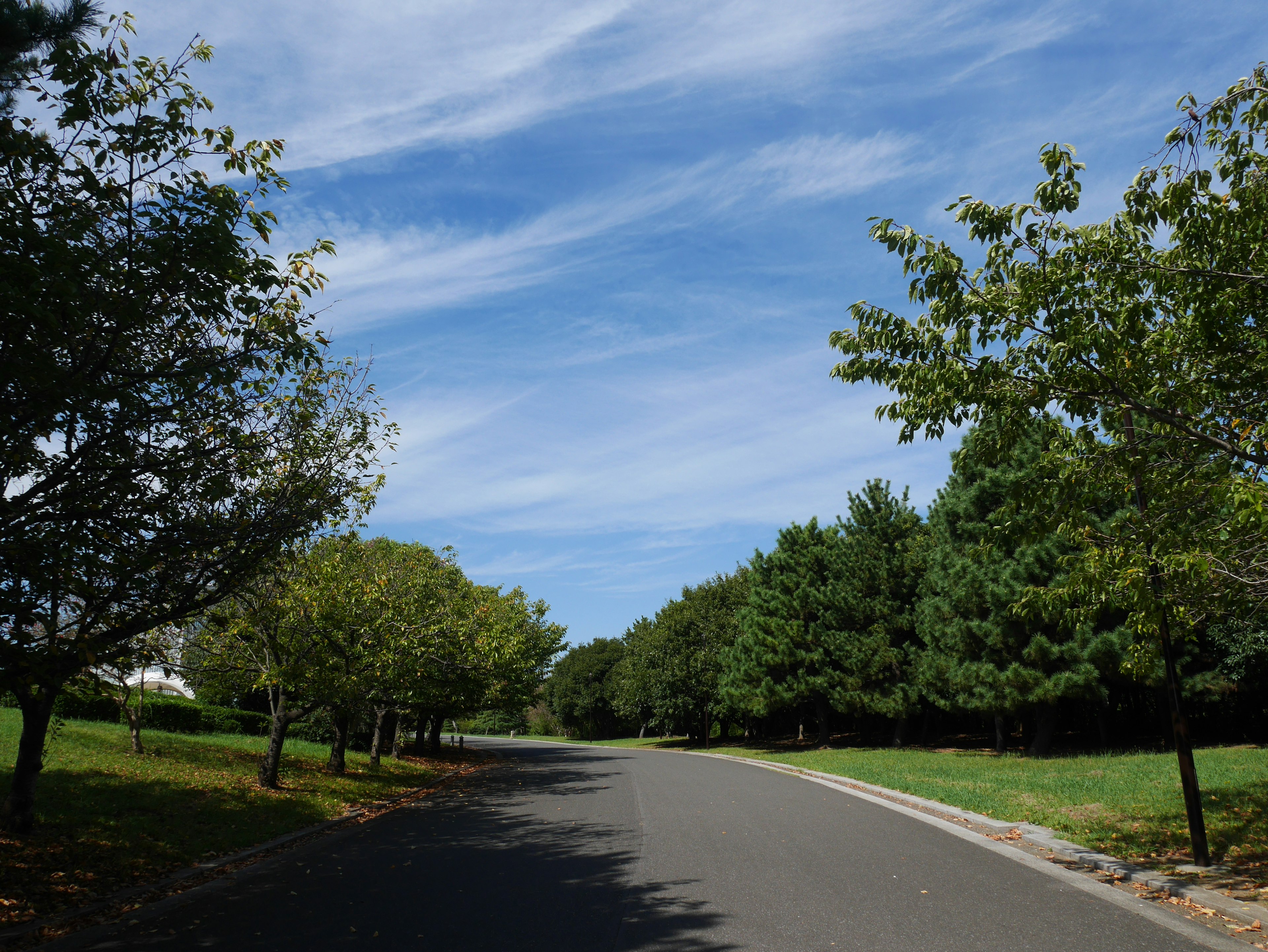 A quiet road lined with trees under a blue sky with white clouds